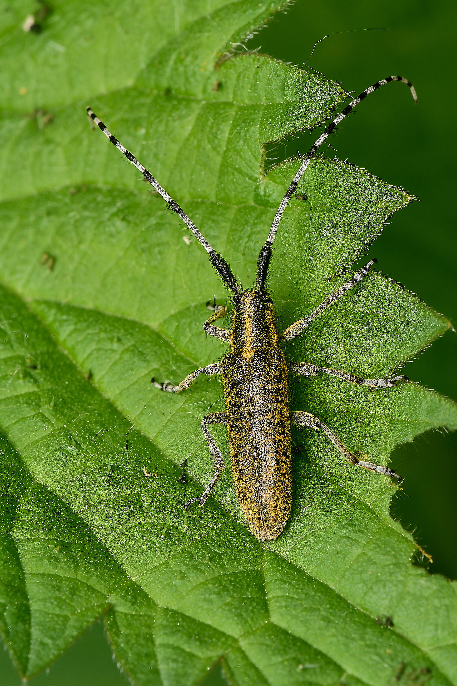Golden-bloomed Grey Longhorn Beetle (Agapanthia villosoviridescens)