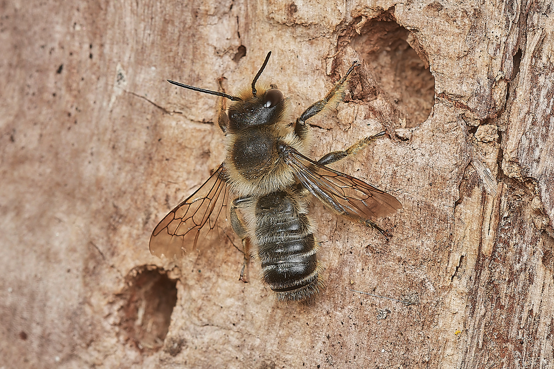Wood-cutting Leafcutter Bee ♂︎?(Megachile ligneseca) Hanworth