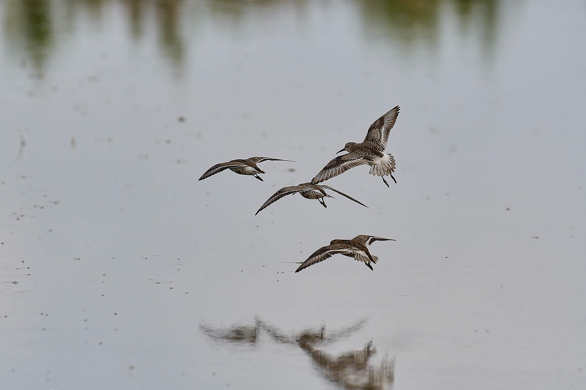 Titchwell Curlew Sandpiper (Calidris ferruginea) 09/24
