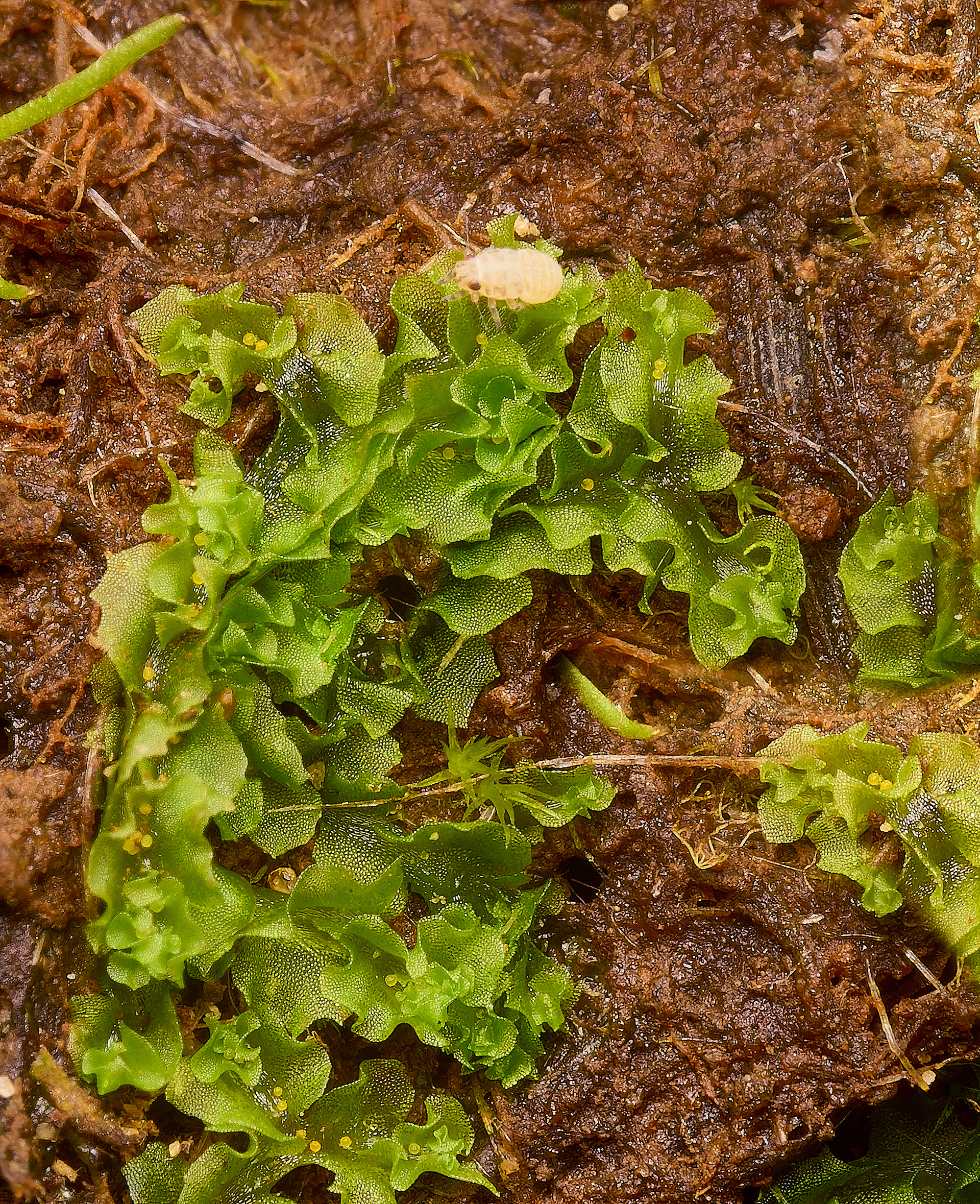Grimston Warren Fossombronia Sp 08/24