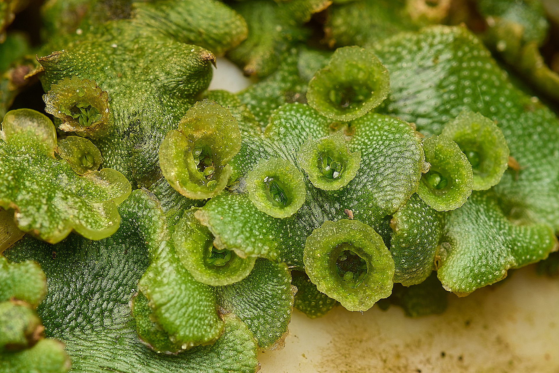 Common Liverwort (Marchantia polymorpha)