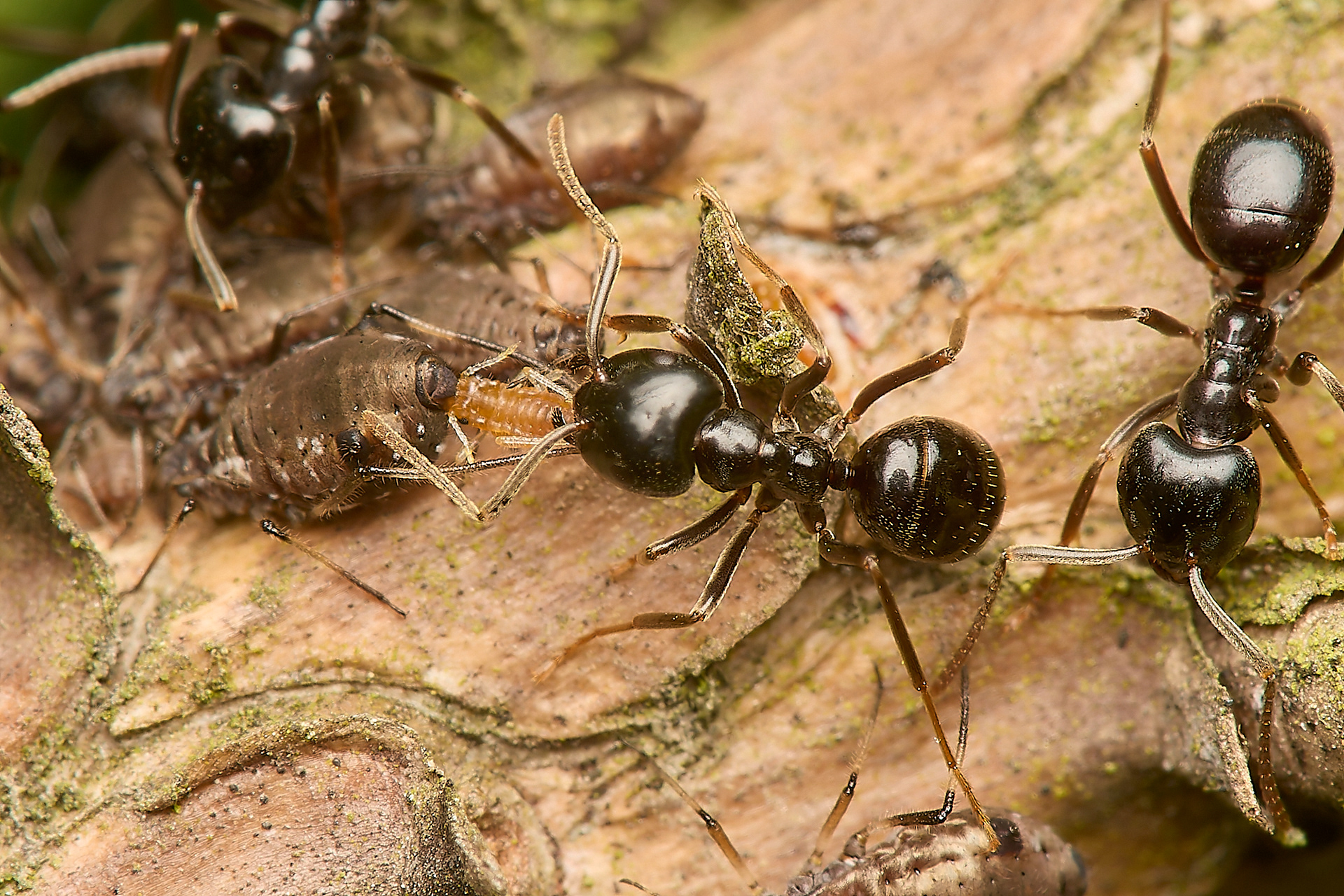 Jet Ant (Lasius faluginosus) & the Aphid (Cinara acutirostris)