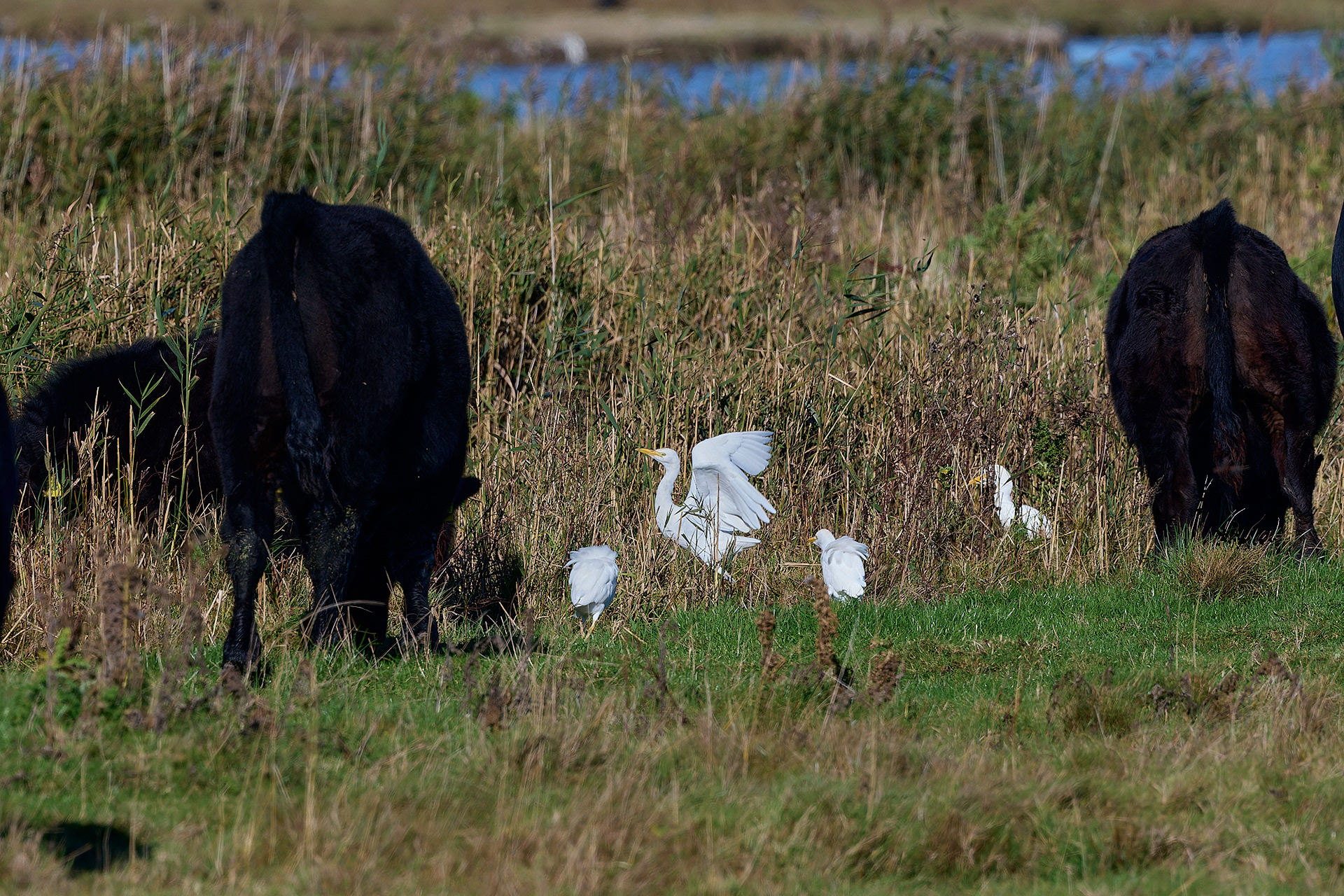 Cattle Egret (Bubulcus ibis)
