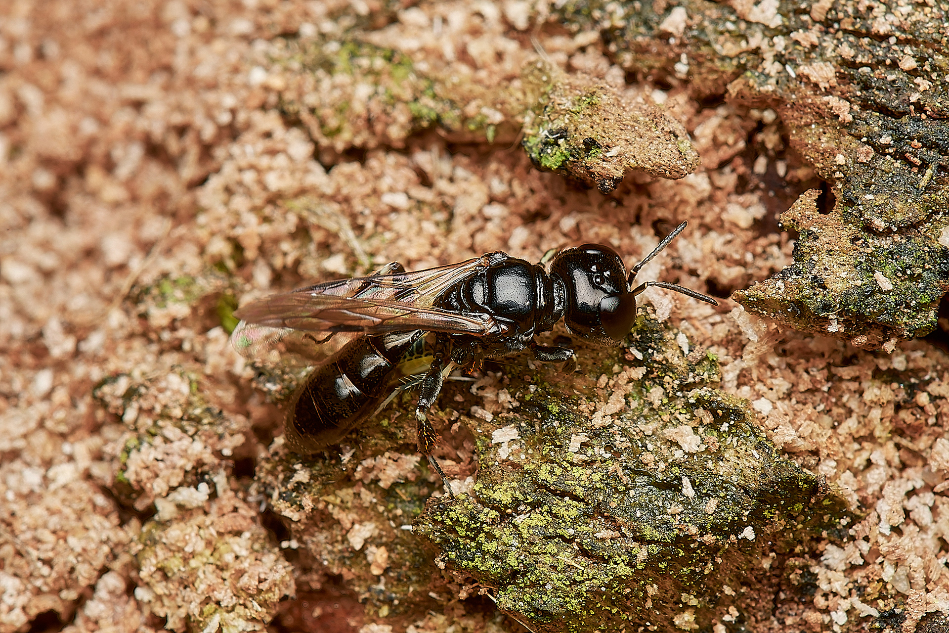 Ring-legged Crossocerus ♀︎ (Crossocerus annulipes) Hanworth
