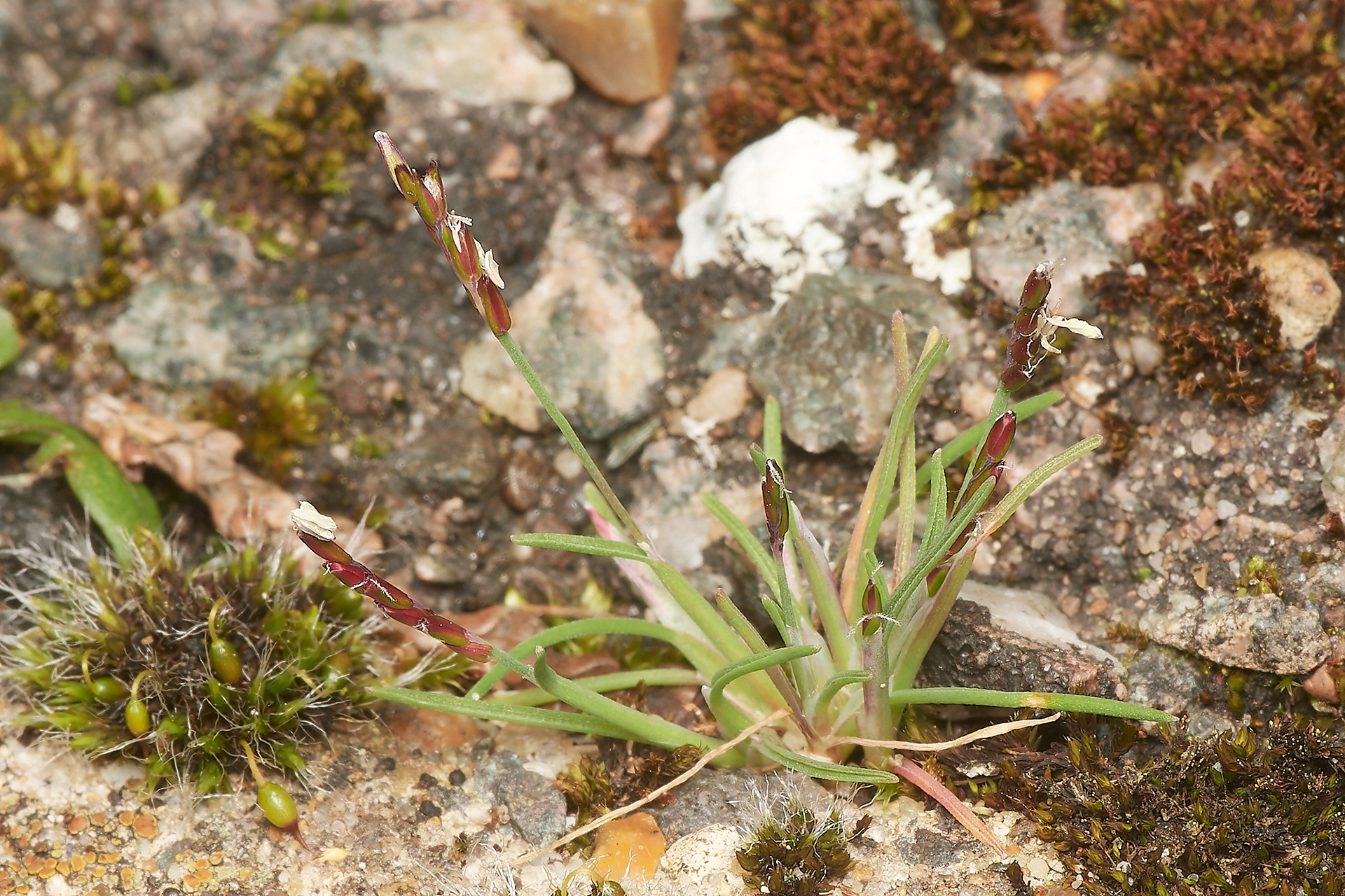 Early Sand Grass (Mibora minima)