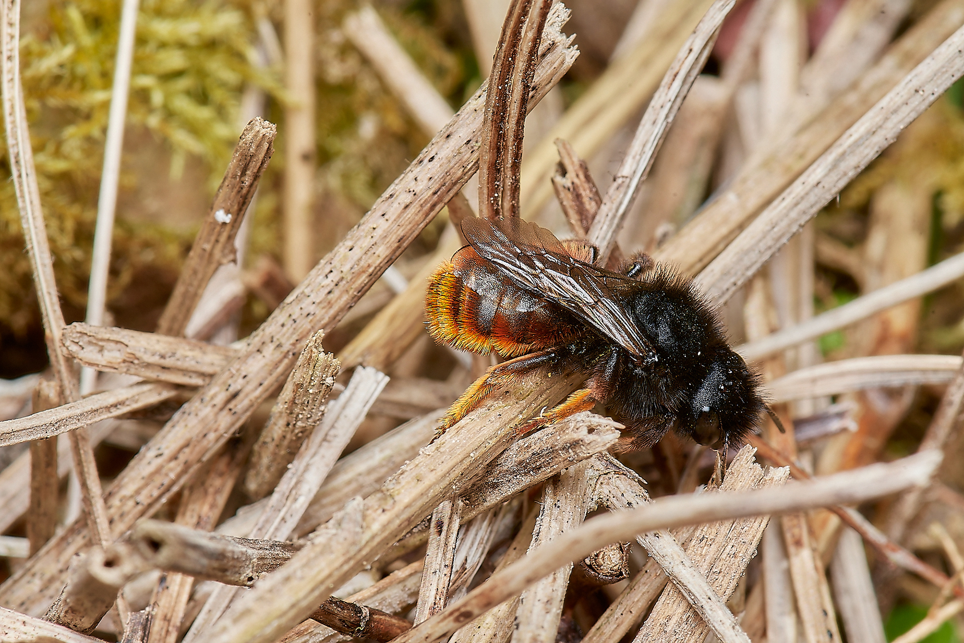 Red-tailed Mason Bee ♀︎(Osmia bicolor) Alderford Common