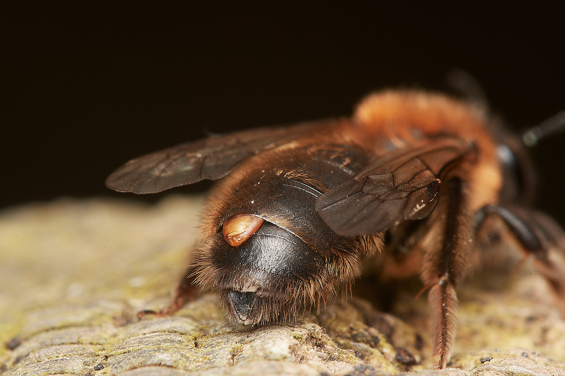 Broad-margined Mining Bee ?(Andrena synadelpha) Hanworth 03/23