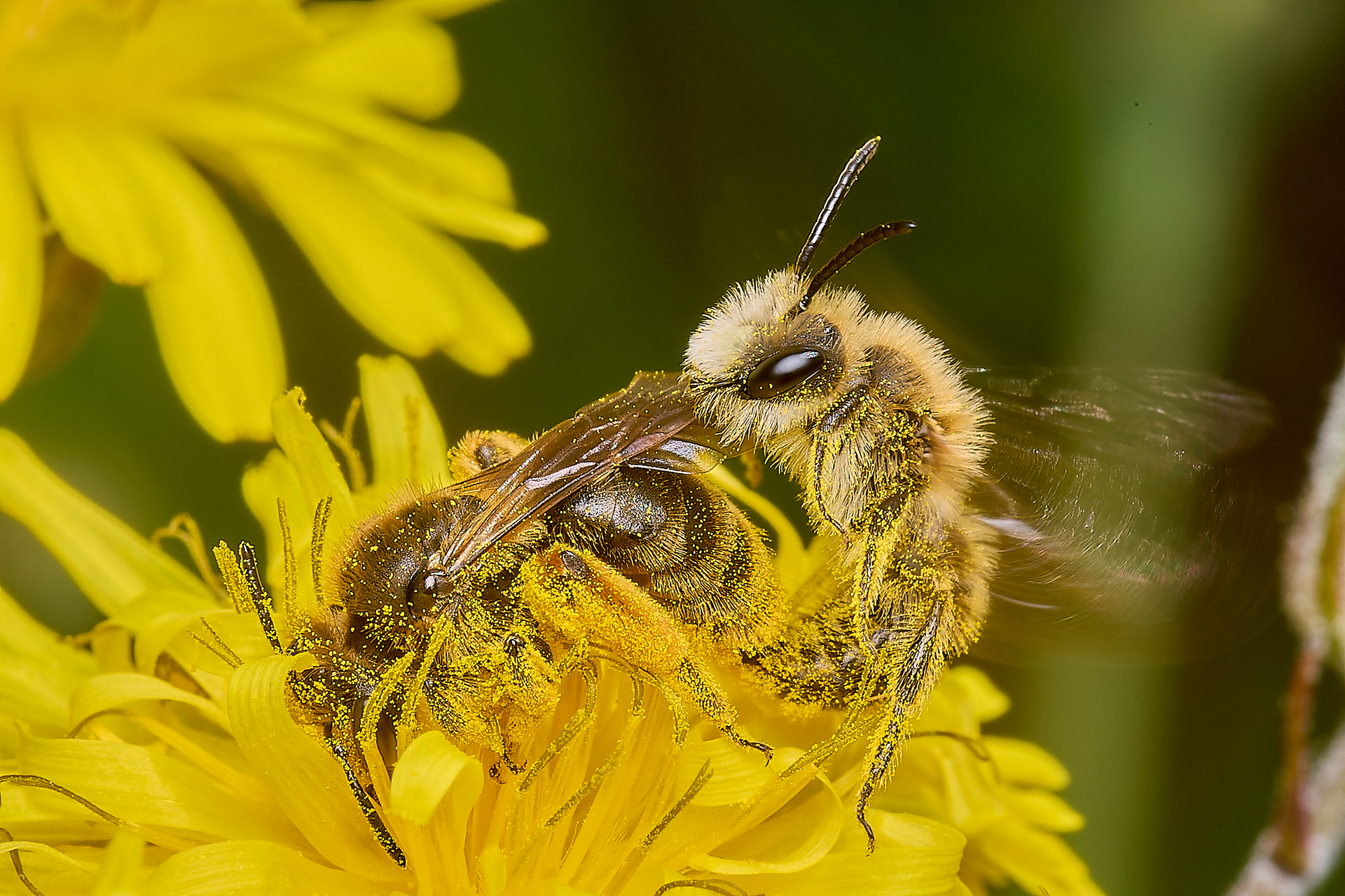 Catsear Mining Bee (Andrena humilis)♀︎&♂︎