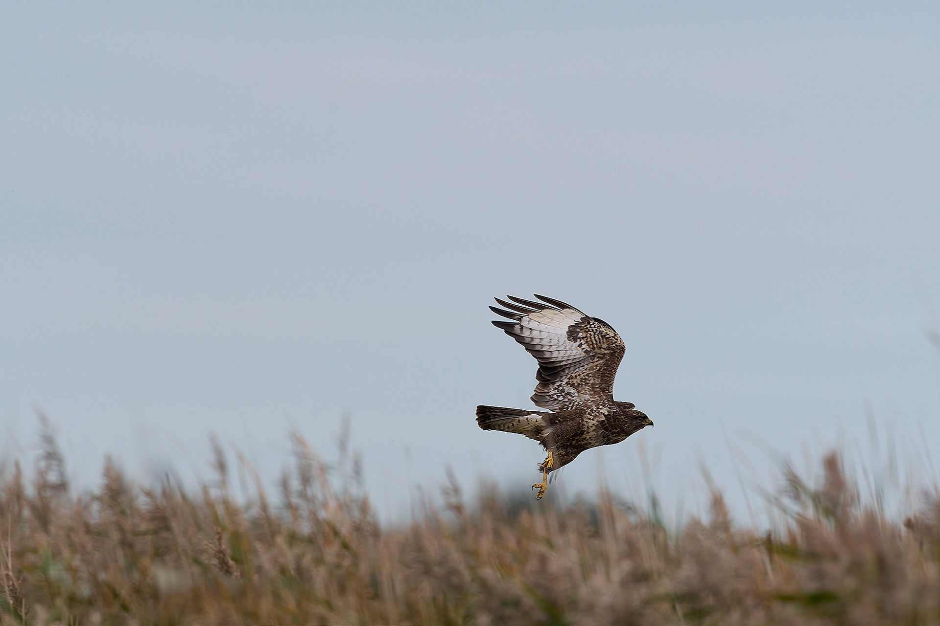 Buzzard (Buteo buteo)
