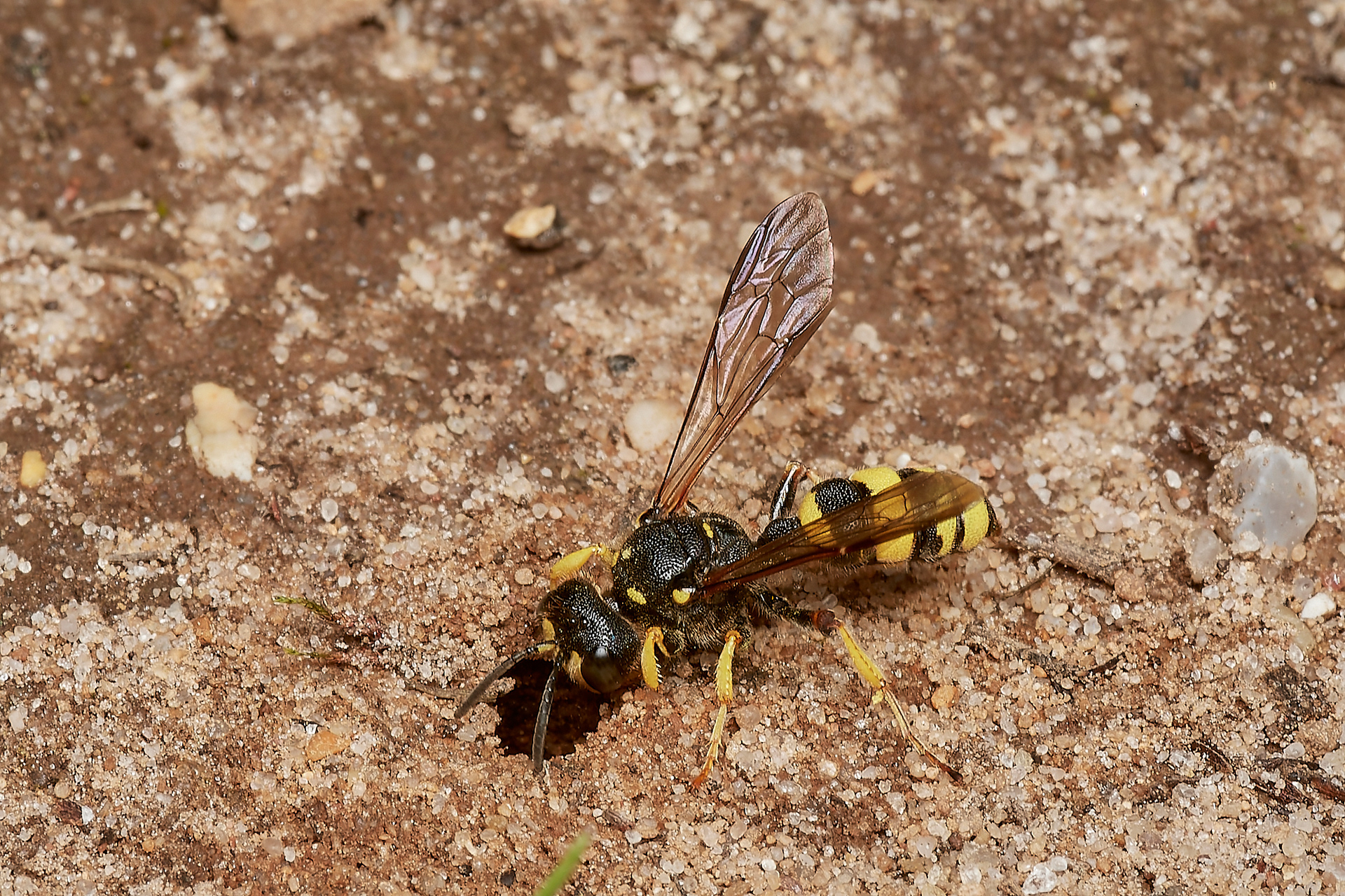 Ornate-tailed Digger Wasp♀︎ (Cerceris rybyensis) Broadland Country Park