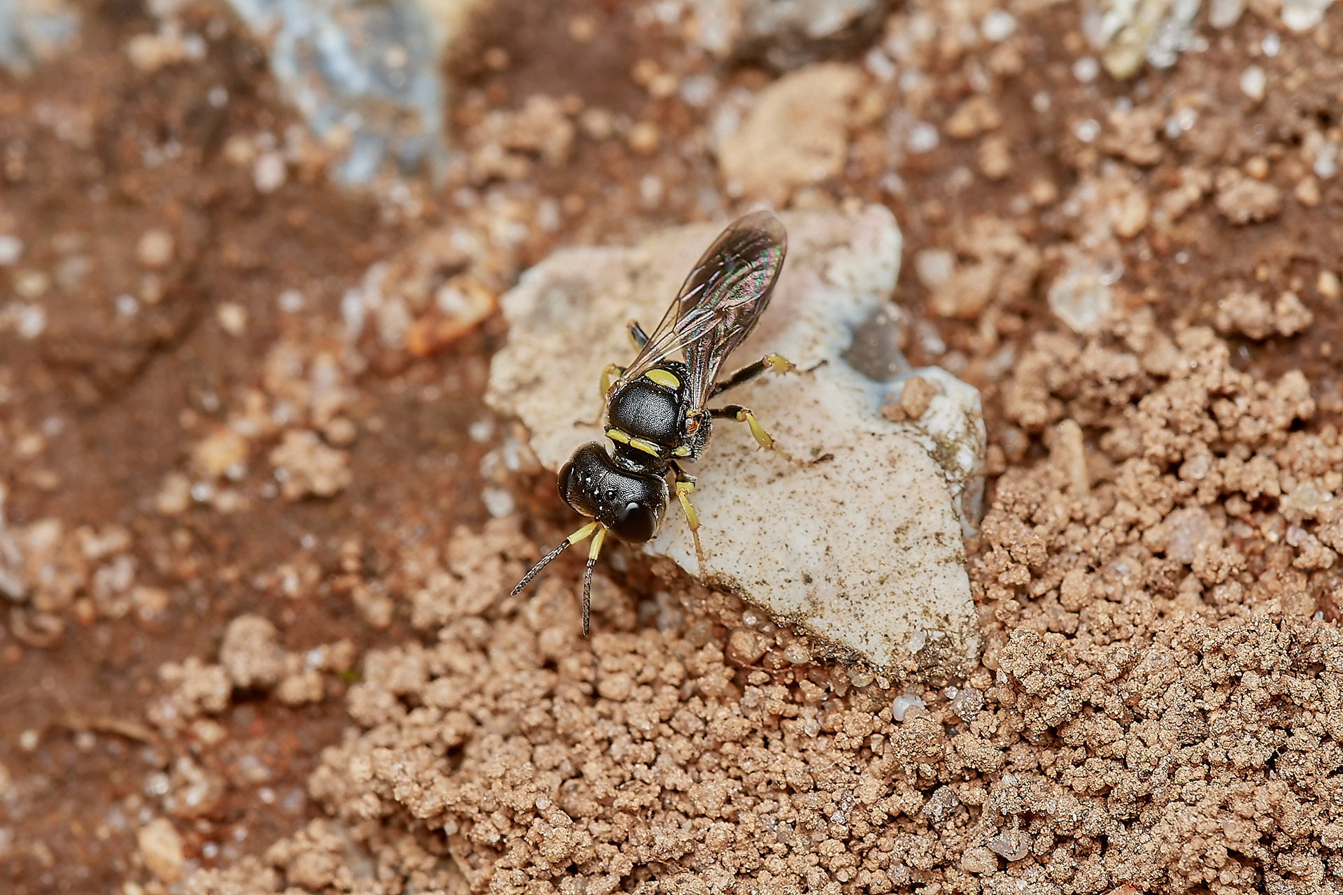 Digger Wasp (Lindenius panzeri) Kelling Heath