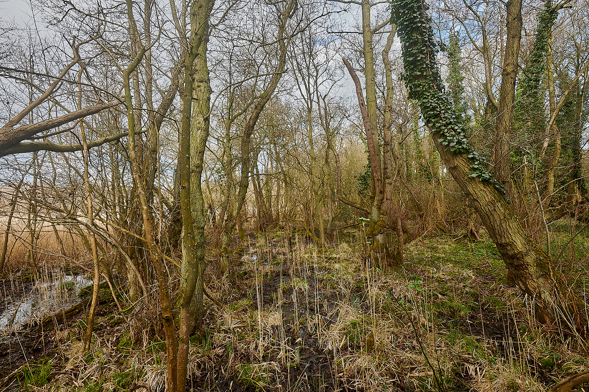 Smallburgh Fen