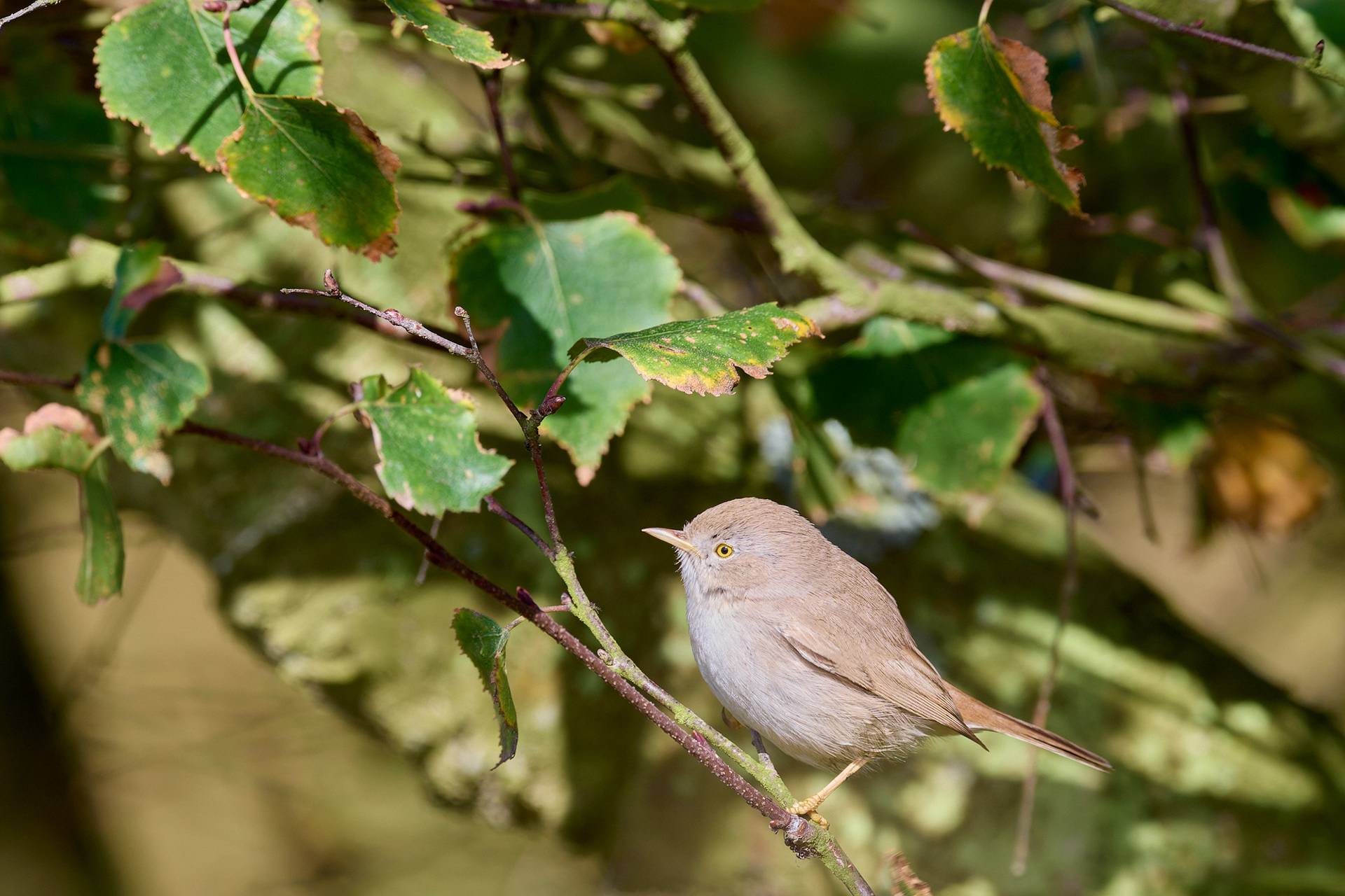 Asian Desert Warbler (Curruca nana)