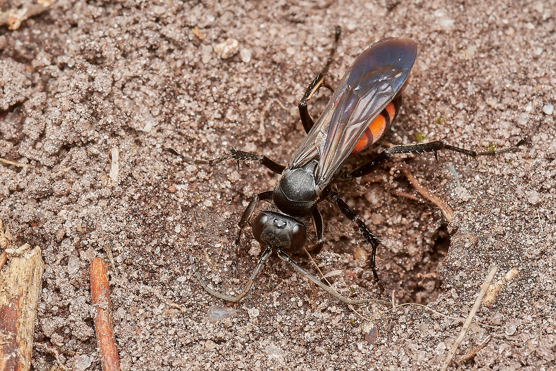 Black-banded Spider Wasp (Anoplius viaticus) Kelling Heath