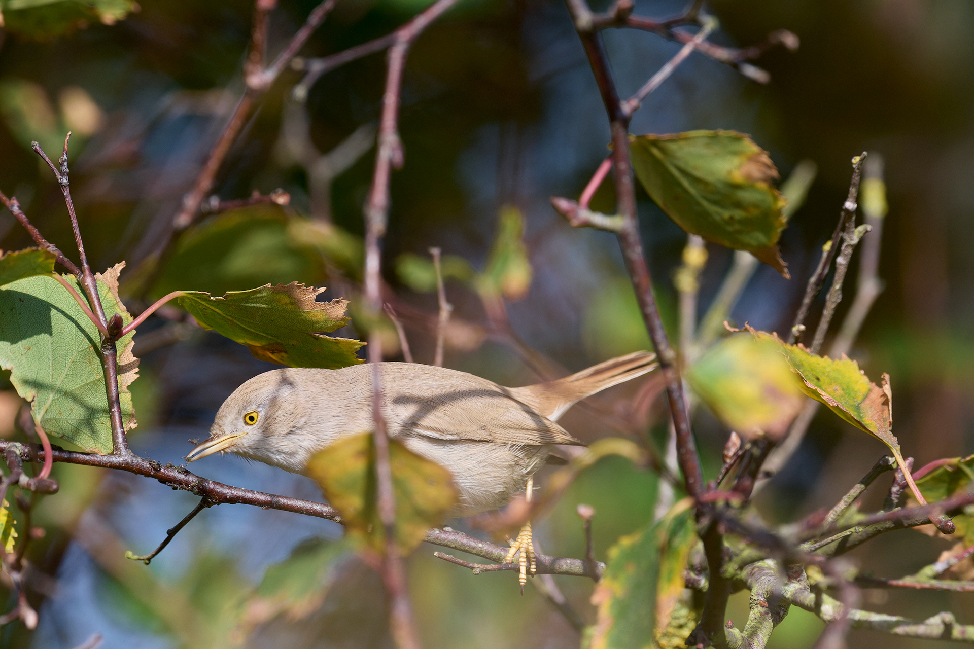 Asian Desert Warbler (Curruca nana)