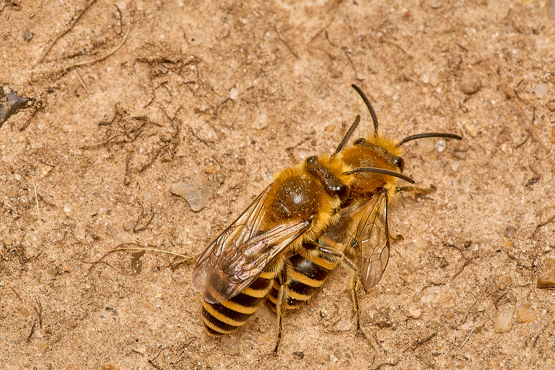Ivy Bee (Colletes hederae)