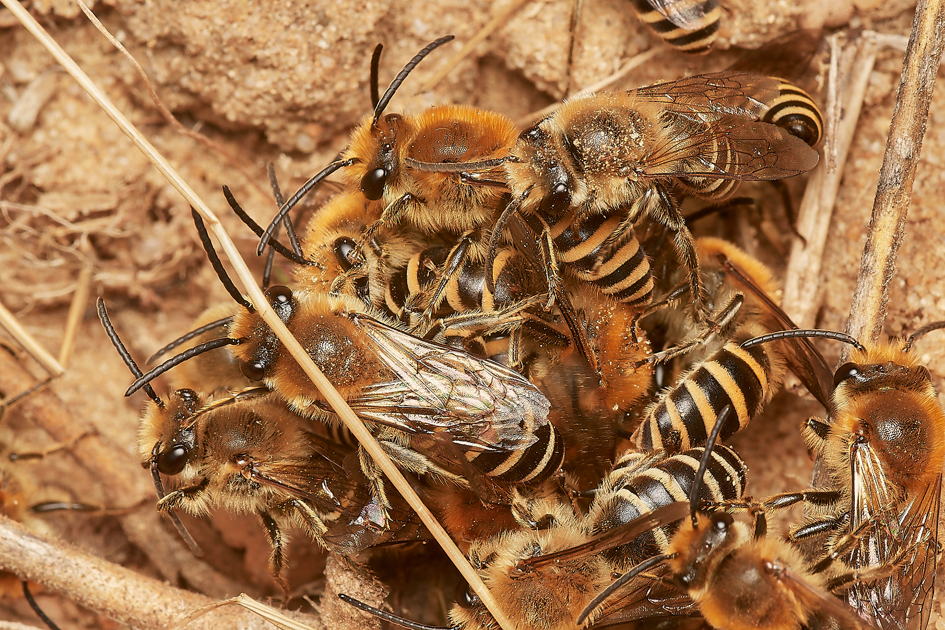 Ivy Bee (Colletes hederae) Felmingham Cutting
