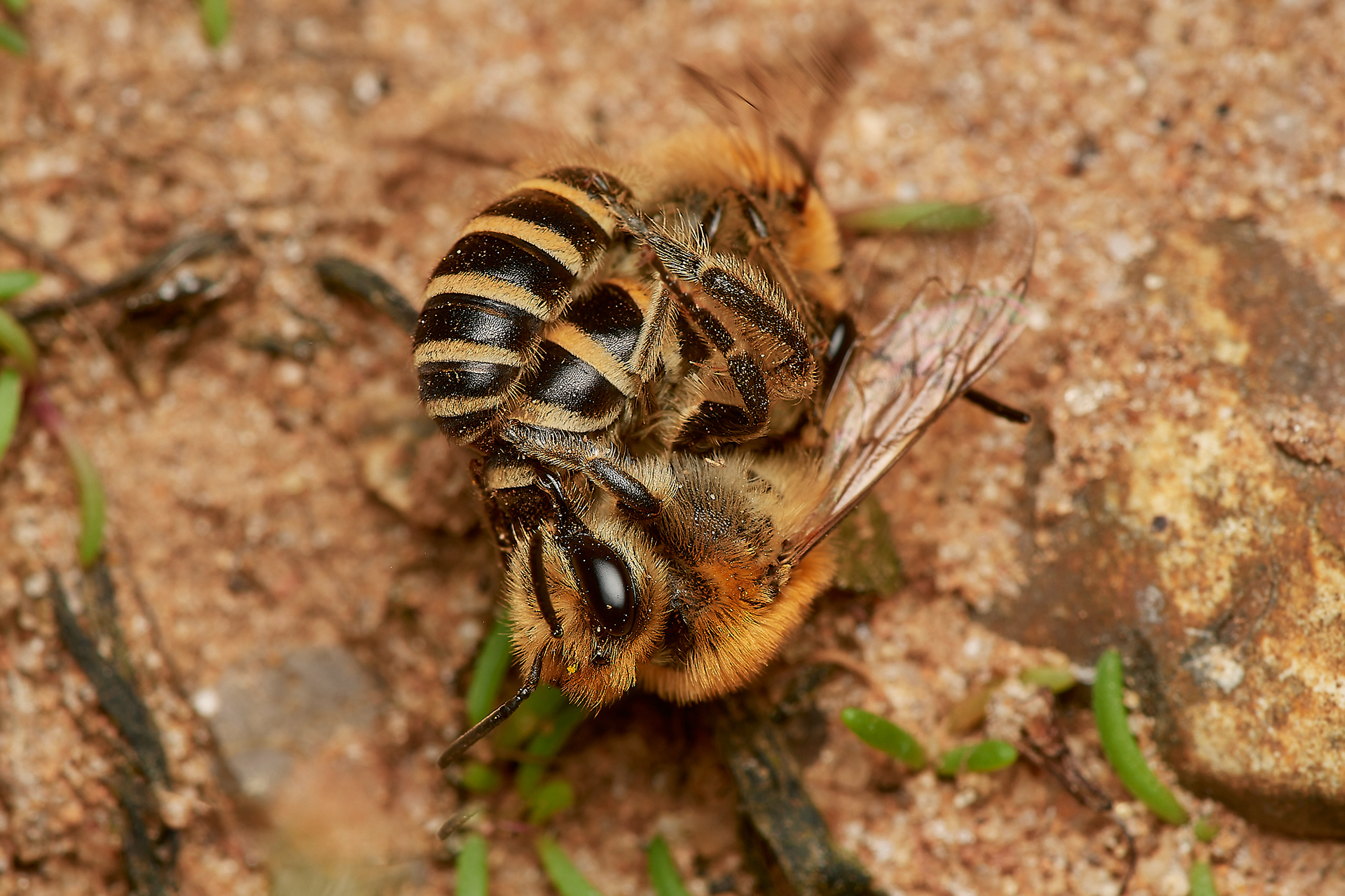 Sea Aster Mining Bees (Colletes halophilus) Gramborough Hill