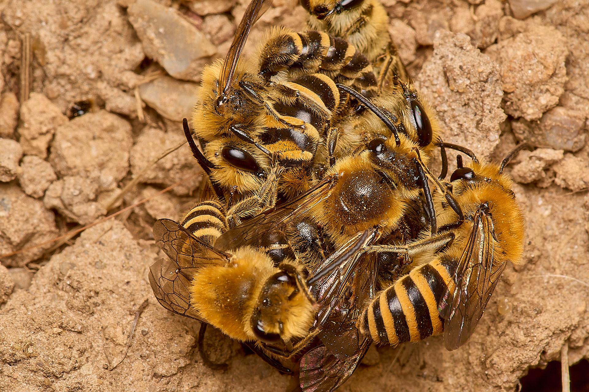 Ivy Bee (Colletes hederae)