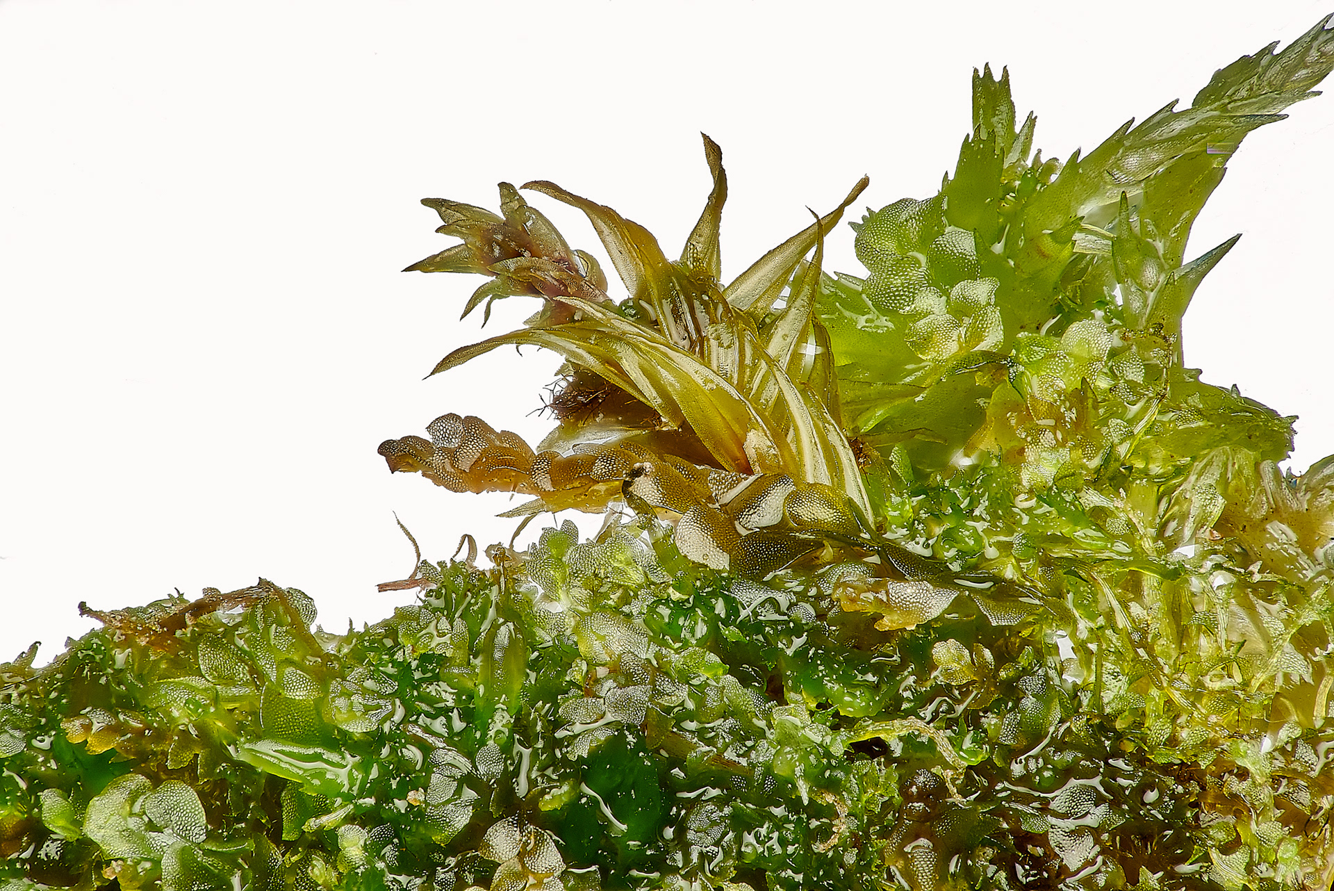 Common Pouchwort (Calypogeia fissa) Thompson Common