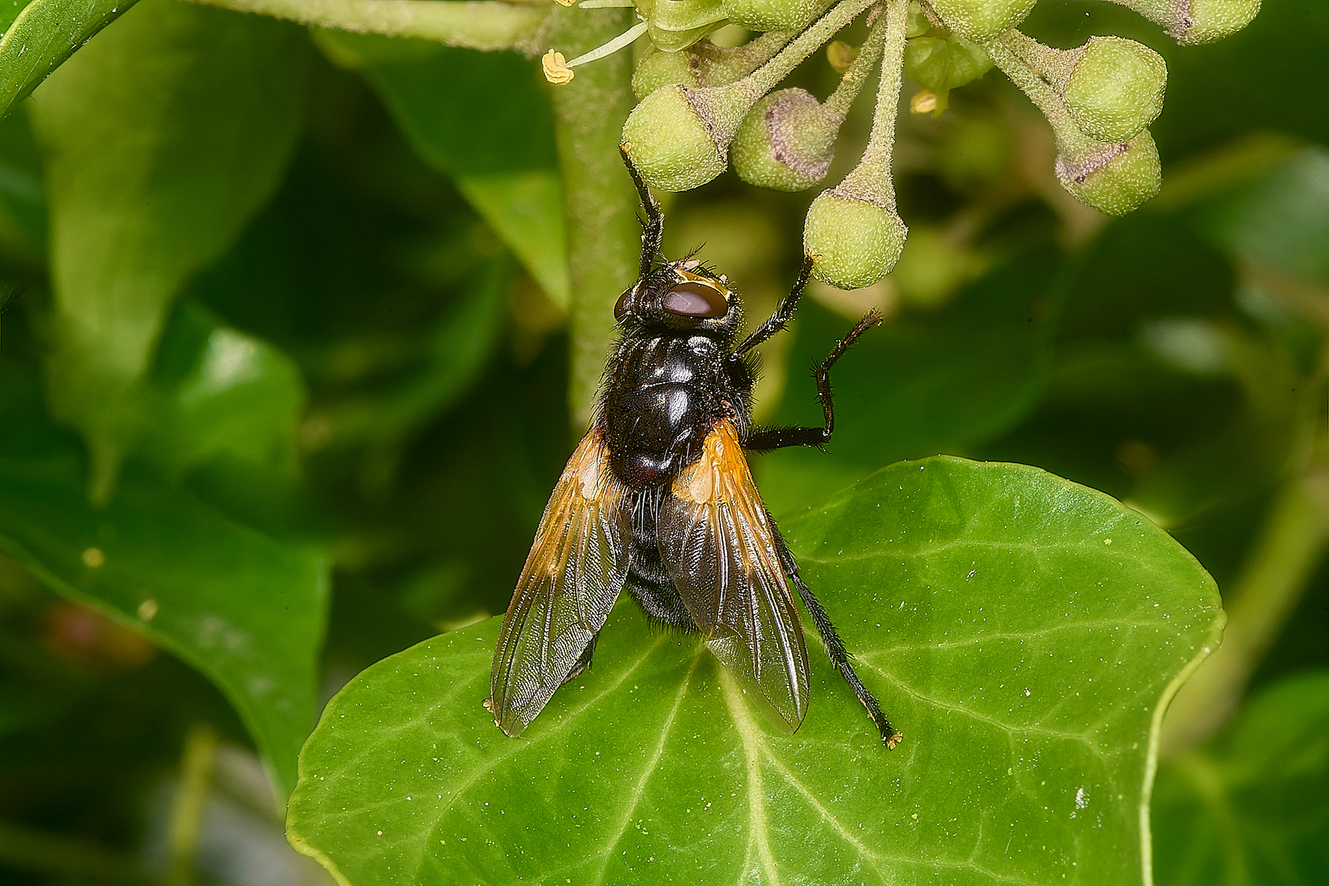 Noon Fly (Mesambrina meridiana)