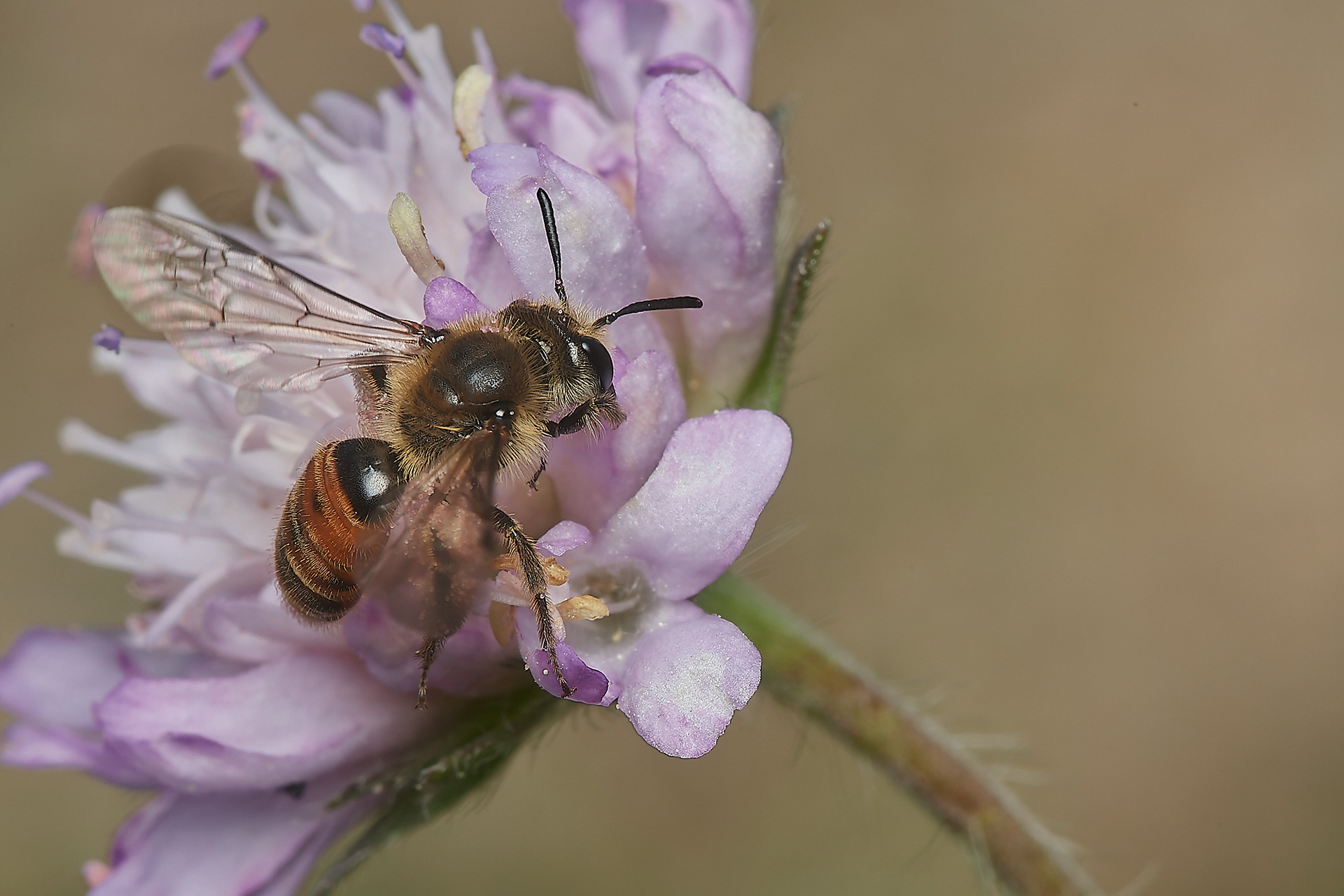 Small Scabious Mining Bee (Andrena marginata) Cranwich Heath