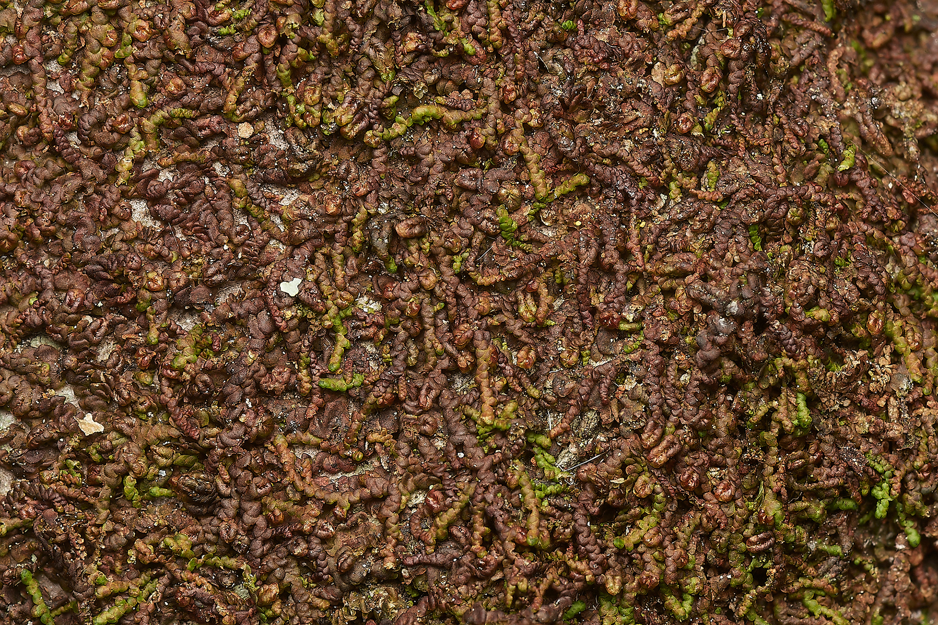 Dilated Scalewort (Frullemia dilatata) Wootton Woods