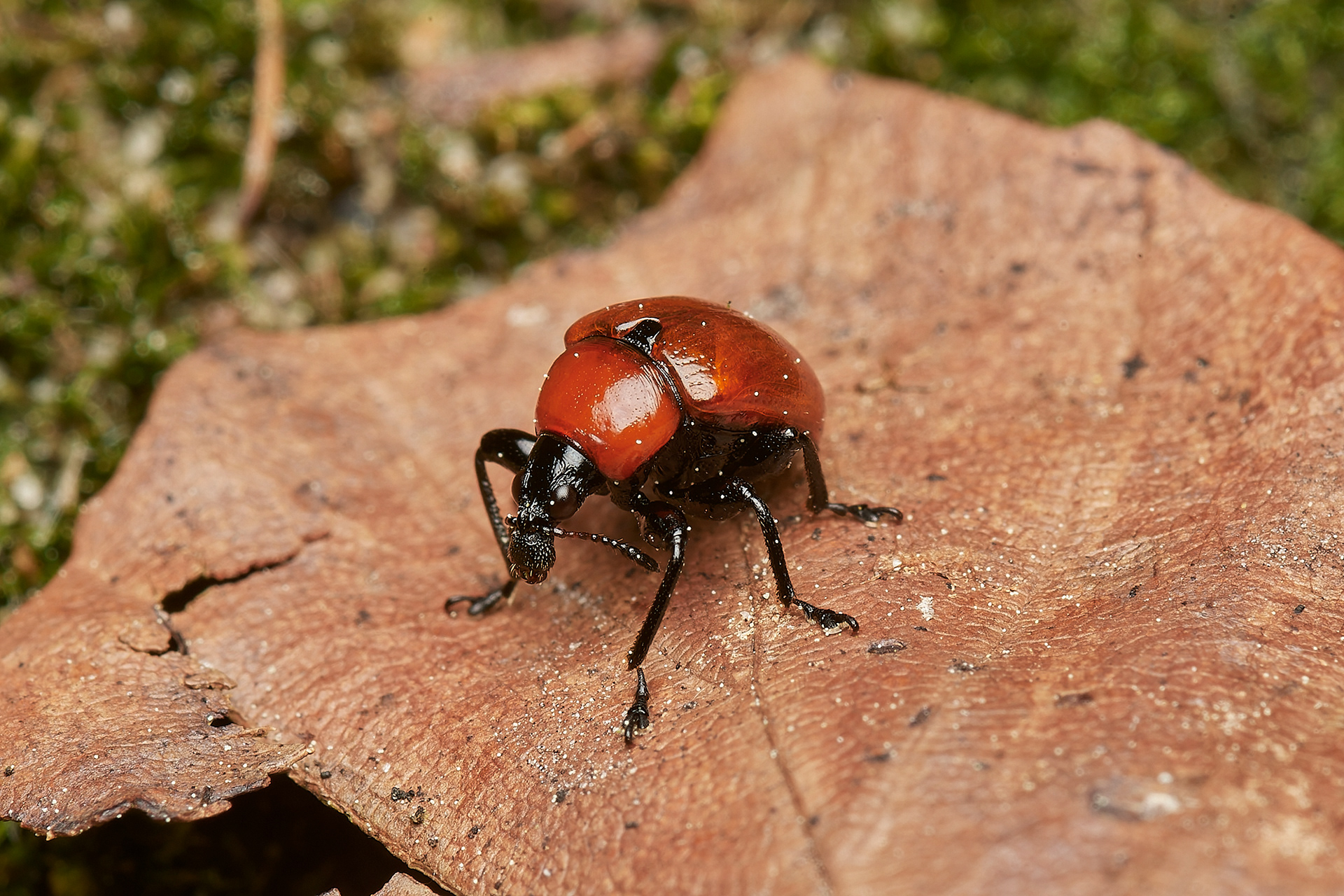 Oak Leaf-roller Weevil (Attelabus nitens)
