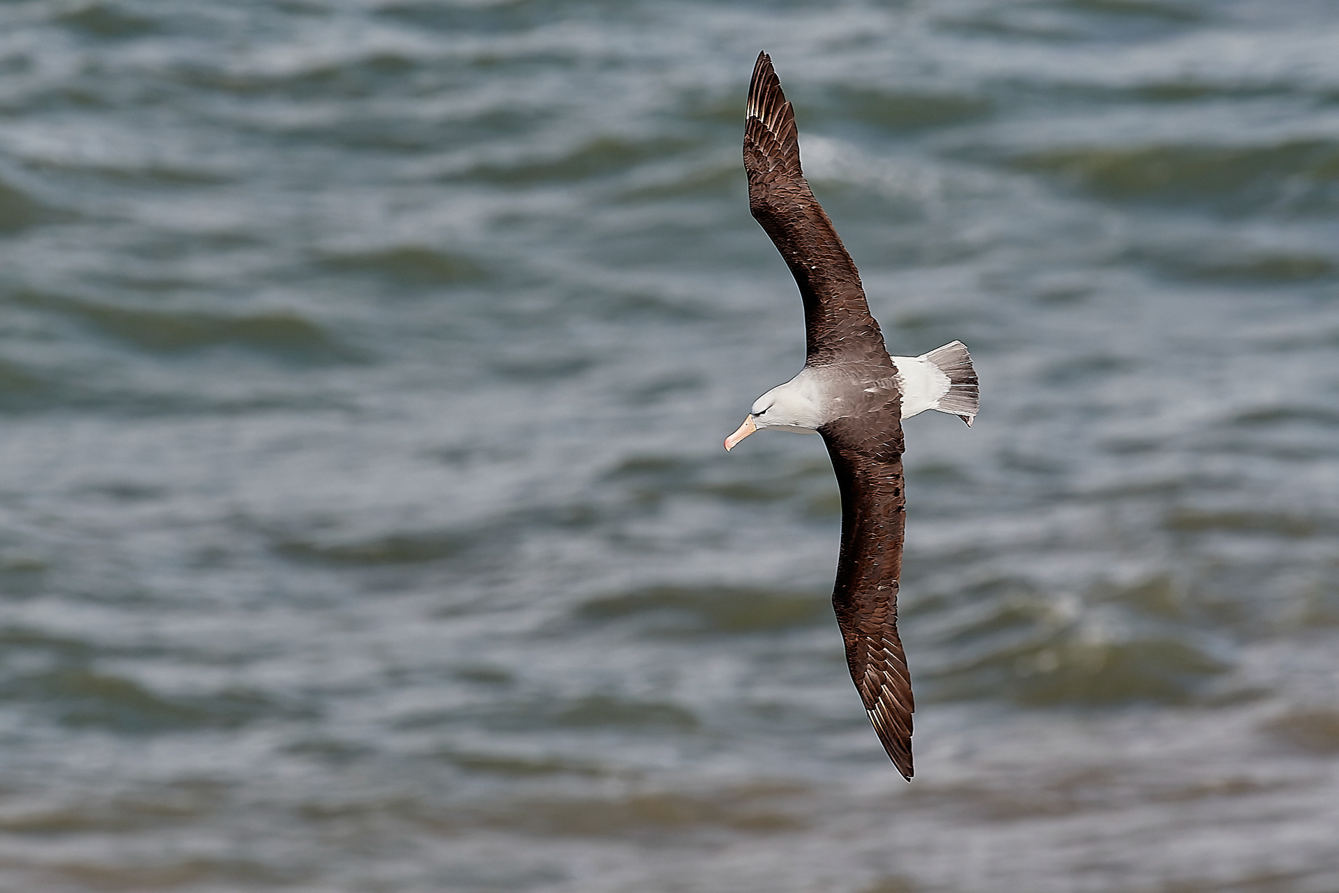 Black-browed Albatross (Thalassarche melanophris)