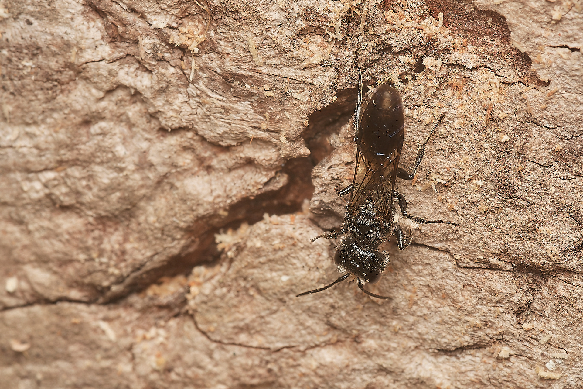 Mourning Wasp (Pemphredon lugubris)