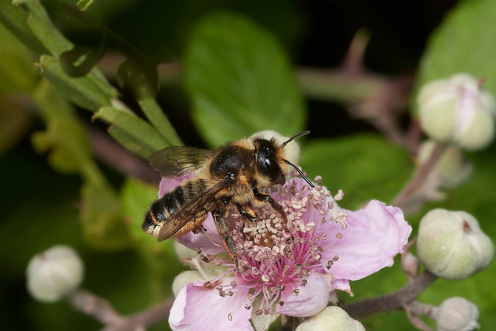 Willughby's Leafcutter Bee (Megachile willughbiella) Hanworth