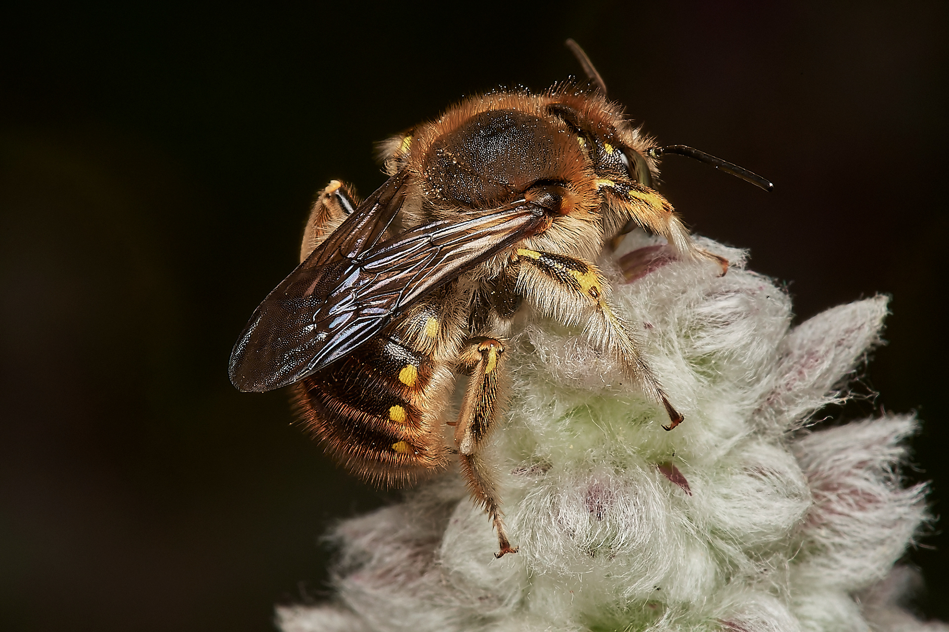 Wool Carder Bee ♂︎ (Anthidium manicatum) Hanworth