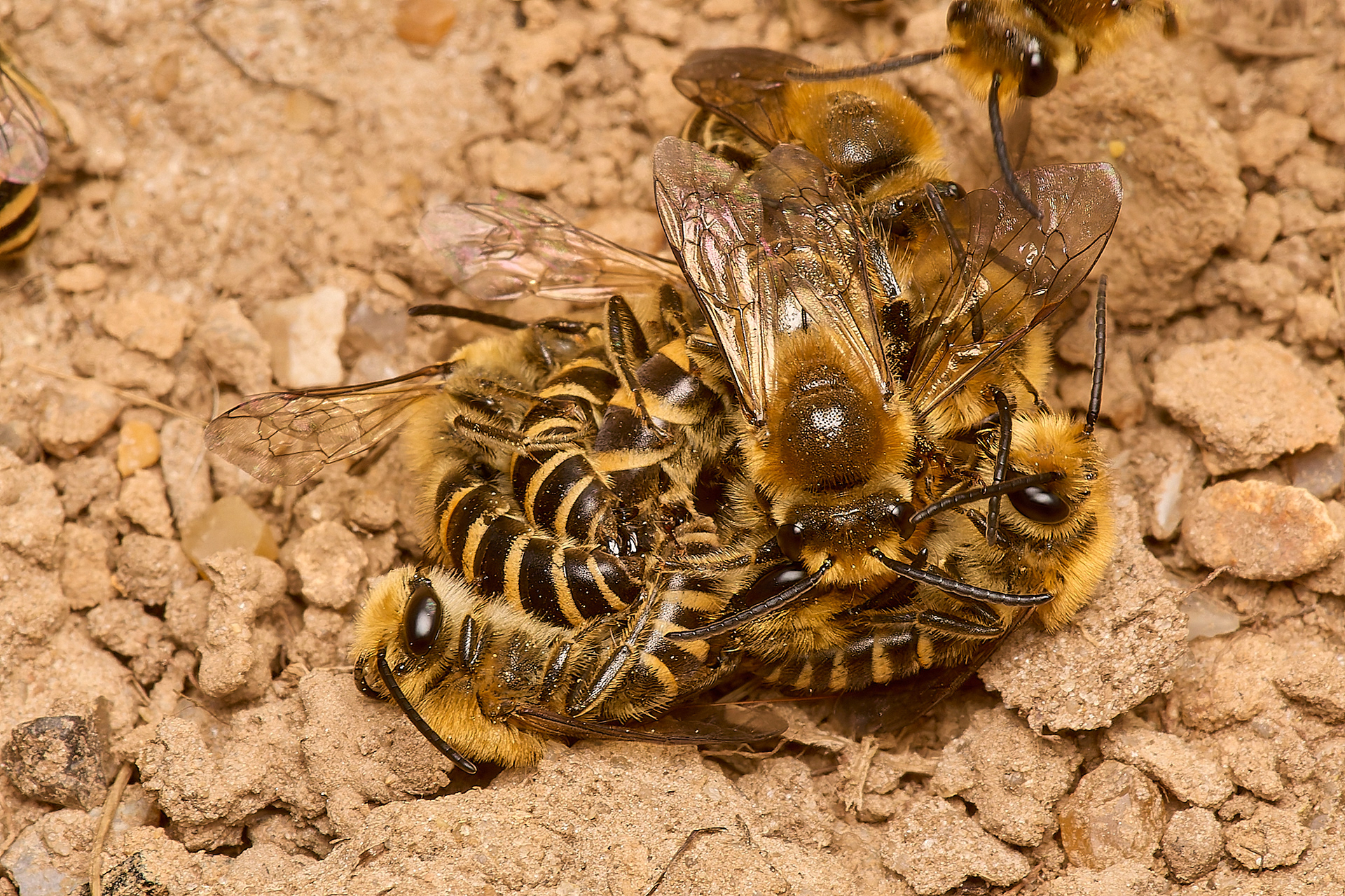 Ivy Bee (Colletes hederae)