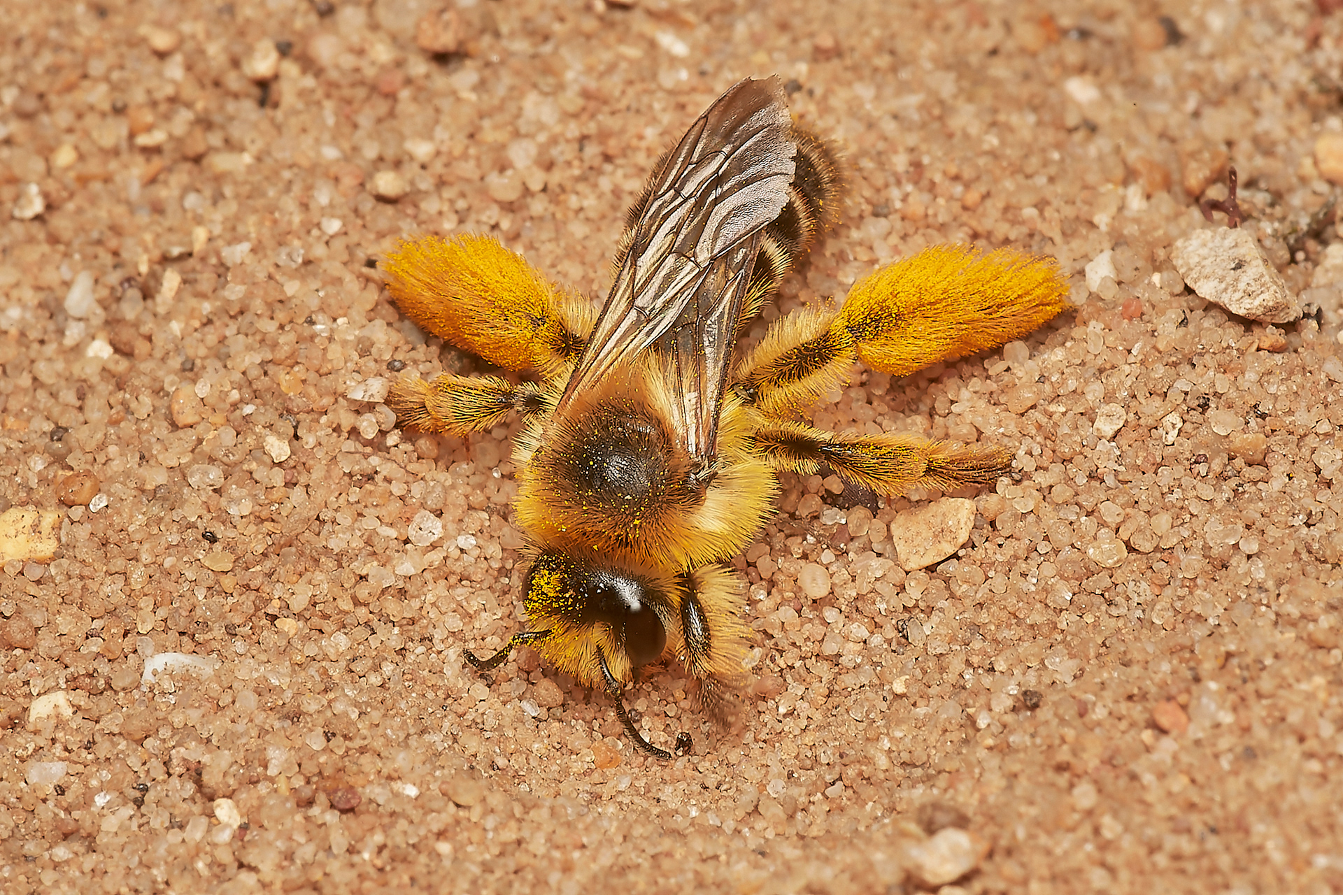Pantaloon Bee ♀︎ (Dasypoda hirtirpes) Santon Downham