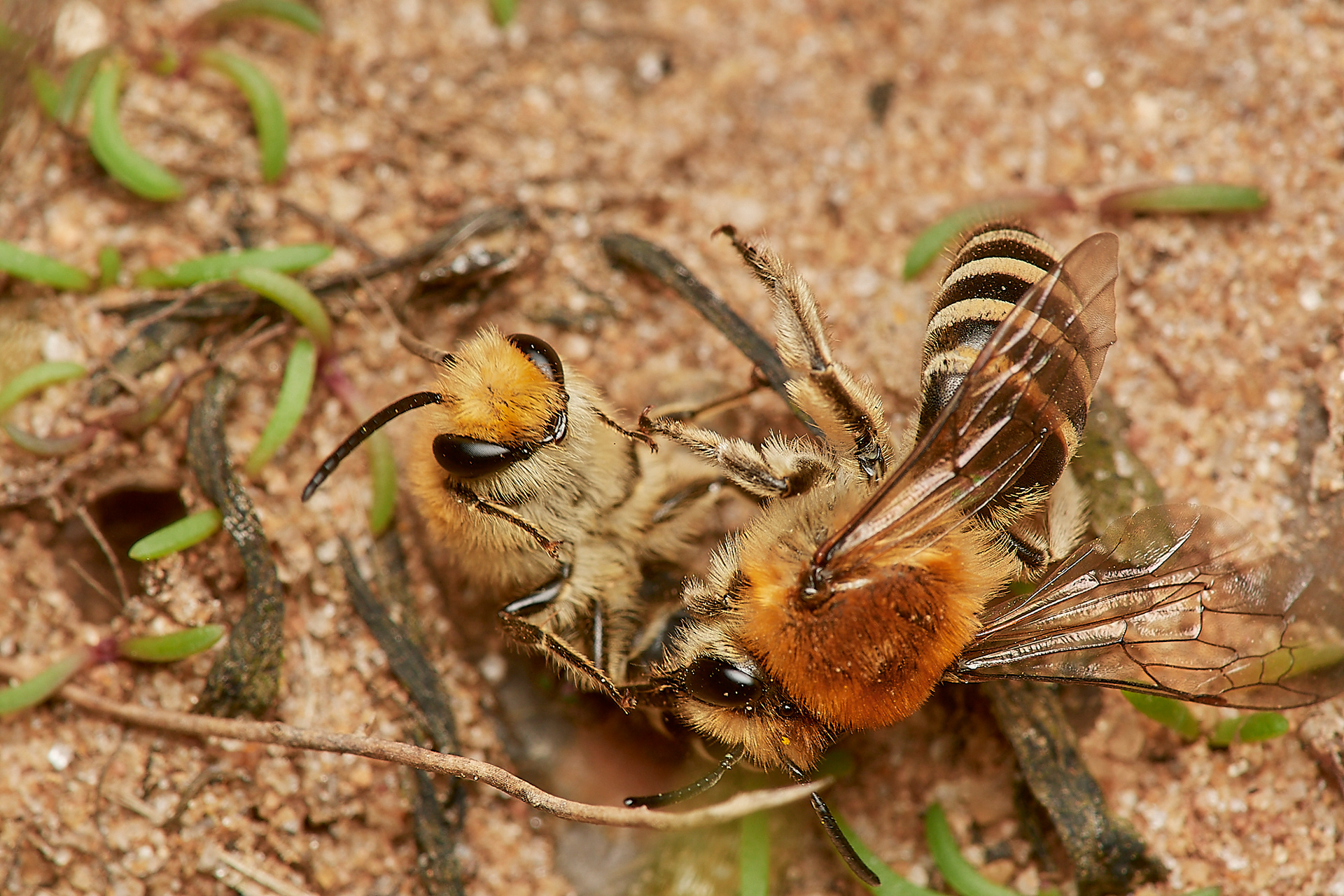 Sea Aster Mining Bee (Colletes halophilus) Gramborough Hill