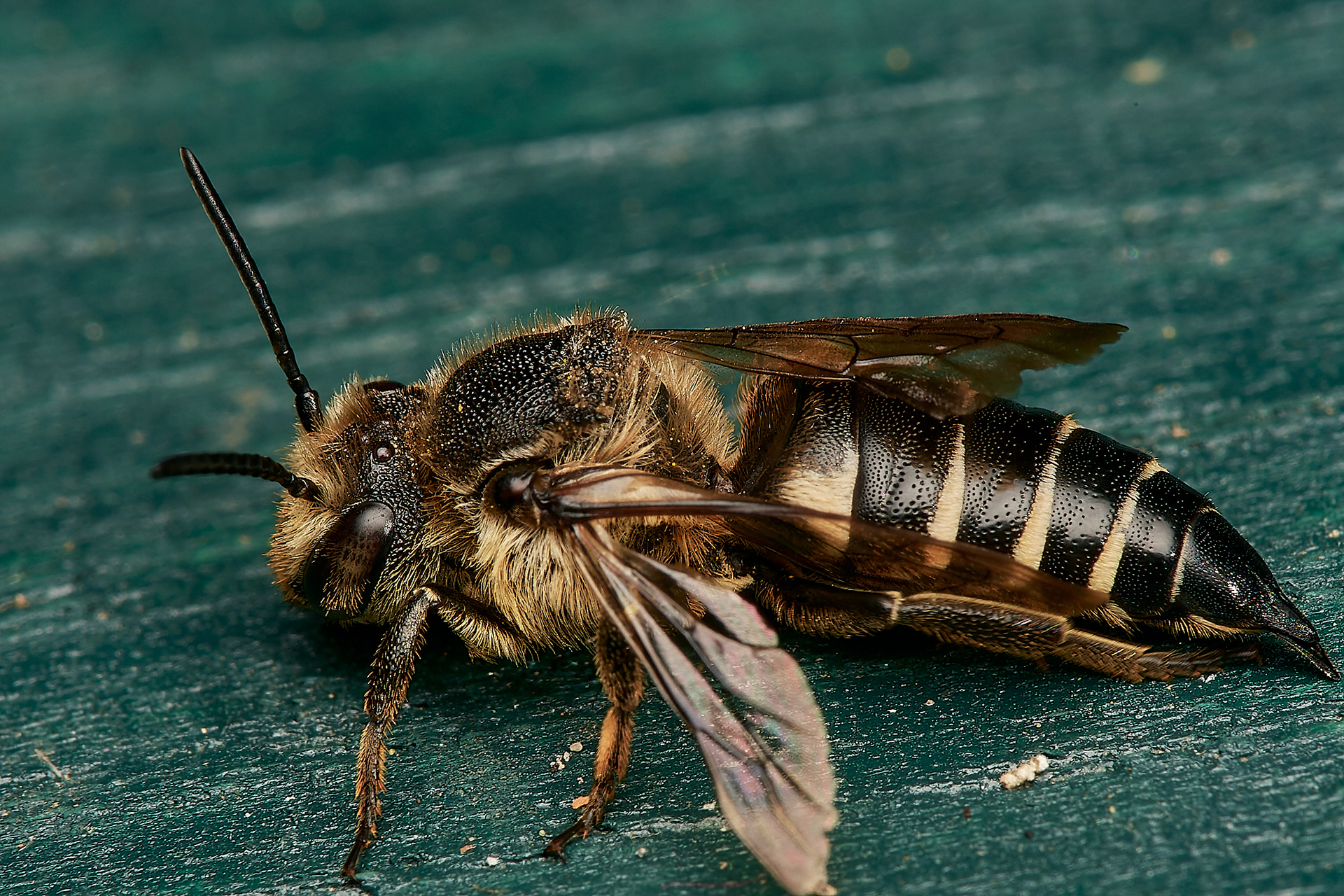 Dull-vented Sharp-tail Bee ♀︎ (Coelioxys elongata) Hanworth