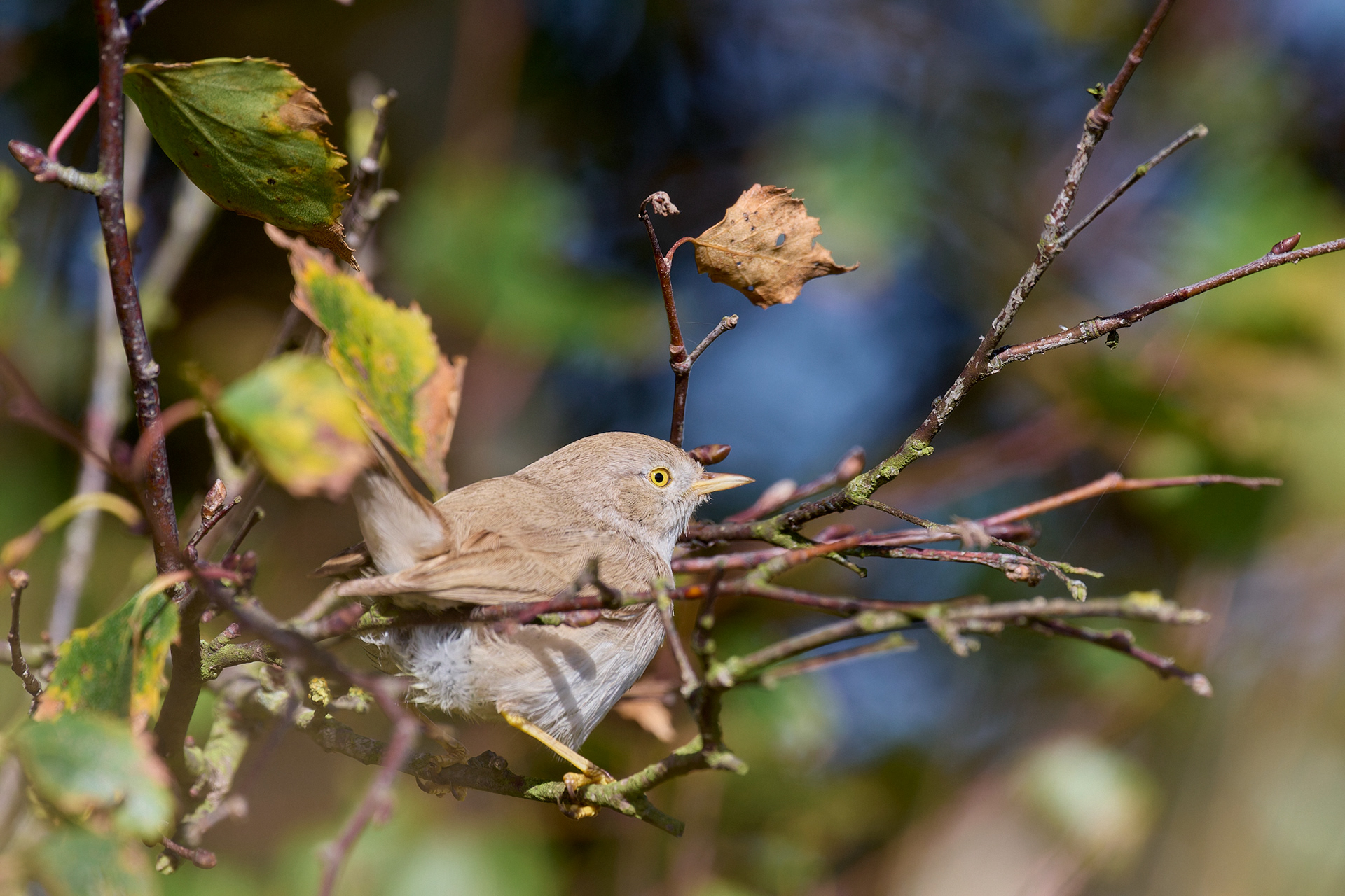 Asian Desert Warbler (Curruca nana)