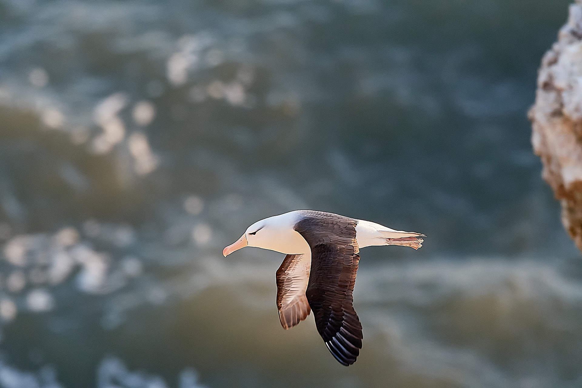 Black-browed Albatross (Thalassarche melanophris)