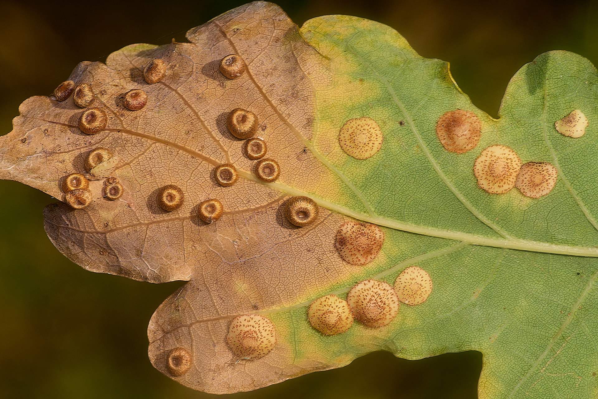 Silk Button & Common Spangle Gall on Oak