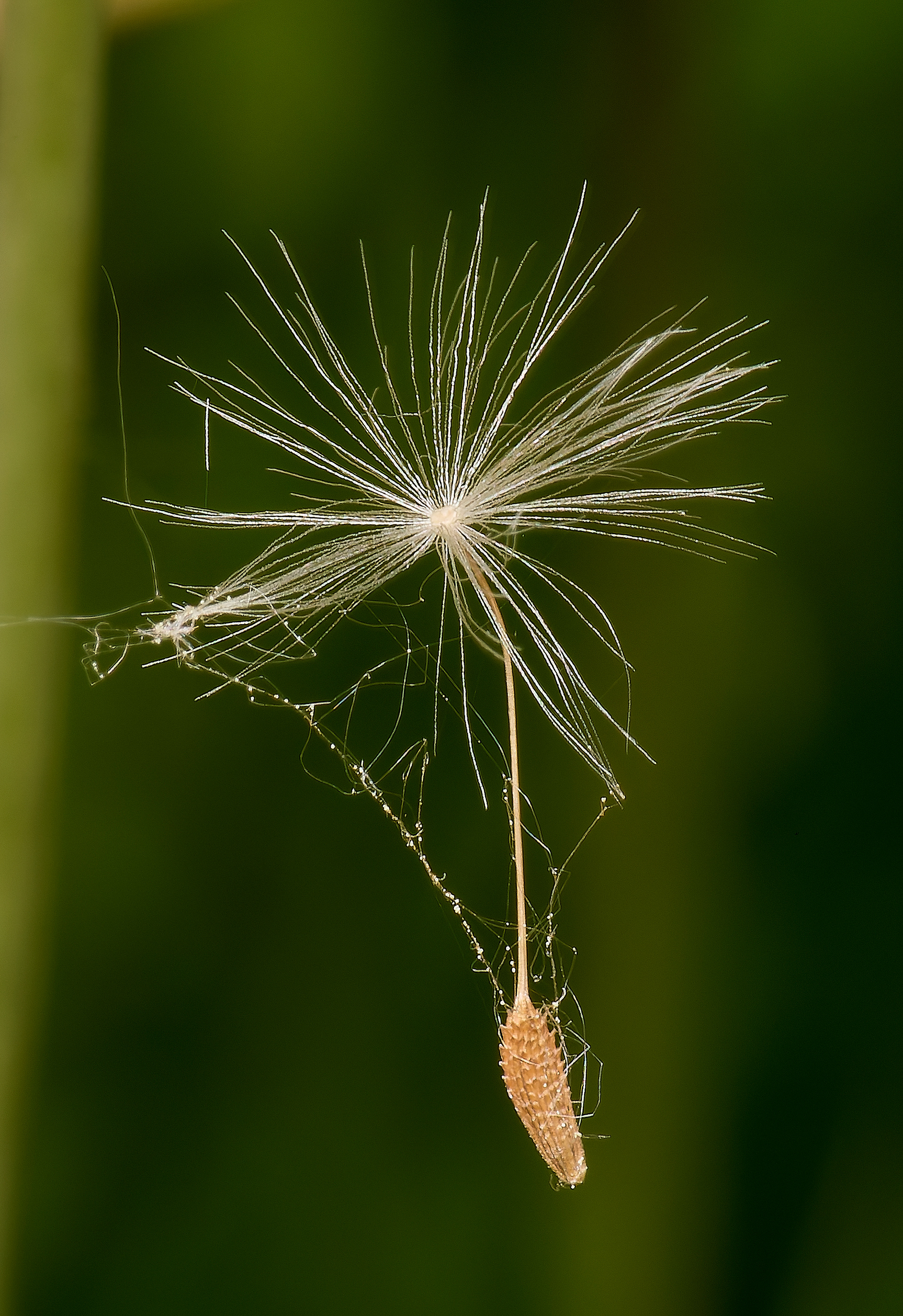 Dandelion Seed head