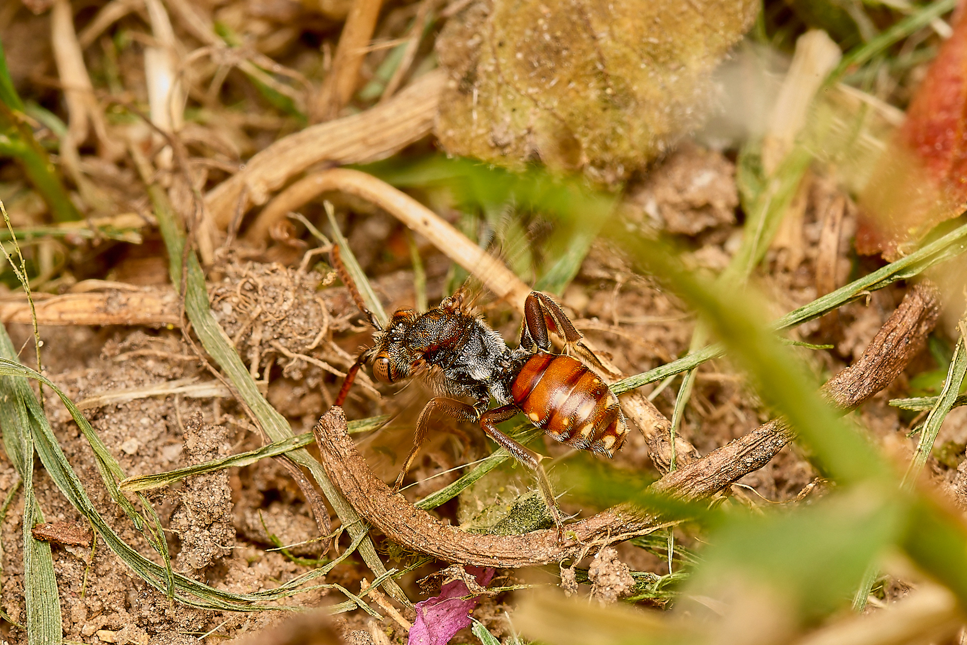 Short-spined Nomad Bee (Nomada guttulata) ♀︎