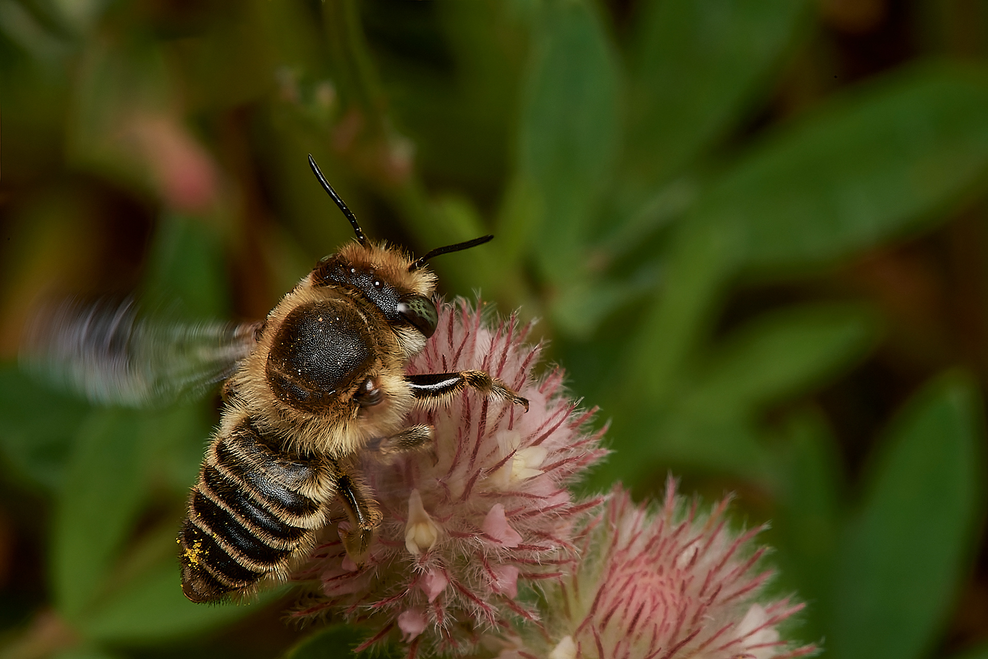 Silvery Leafcutter Bee (Megachile leachella) Spalla Gap