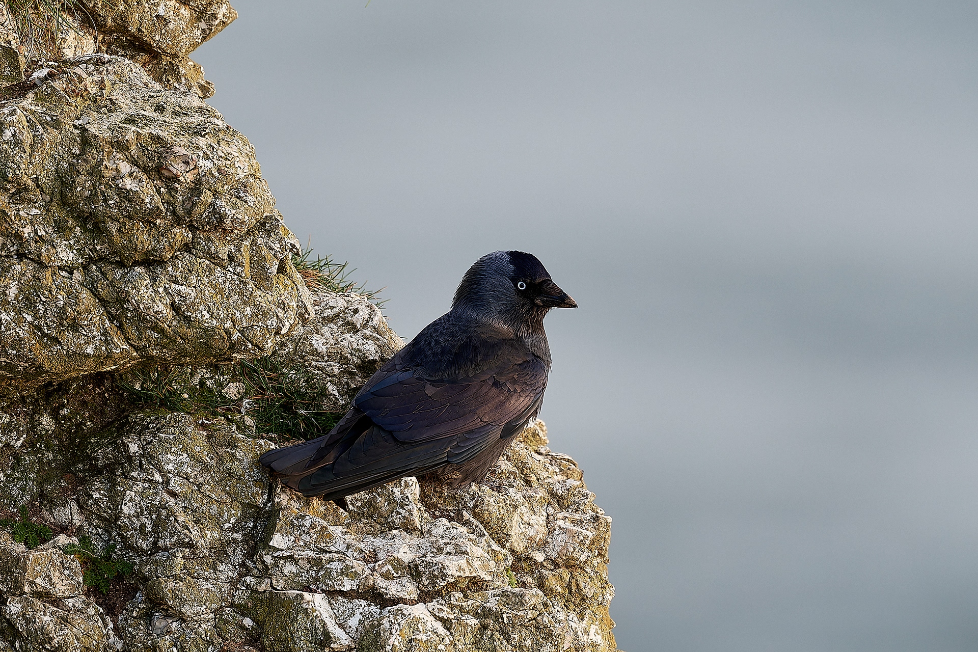 Jackdaw (Corvus monedula)