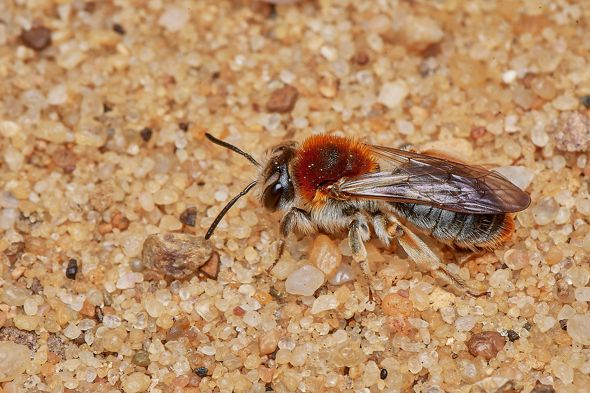 Orange-tailed Mining bee ♀︎ (Andrena haemorrhoa) Hanworth 04/23