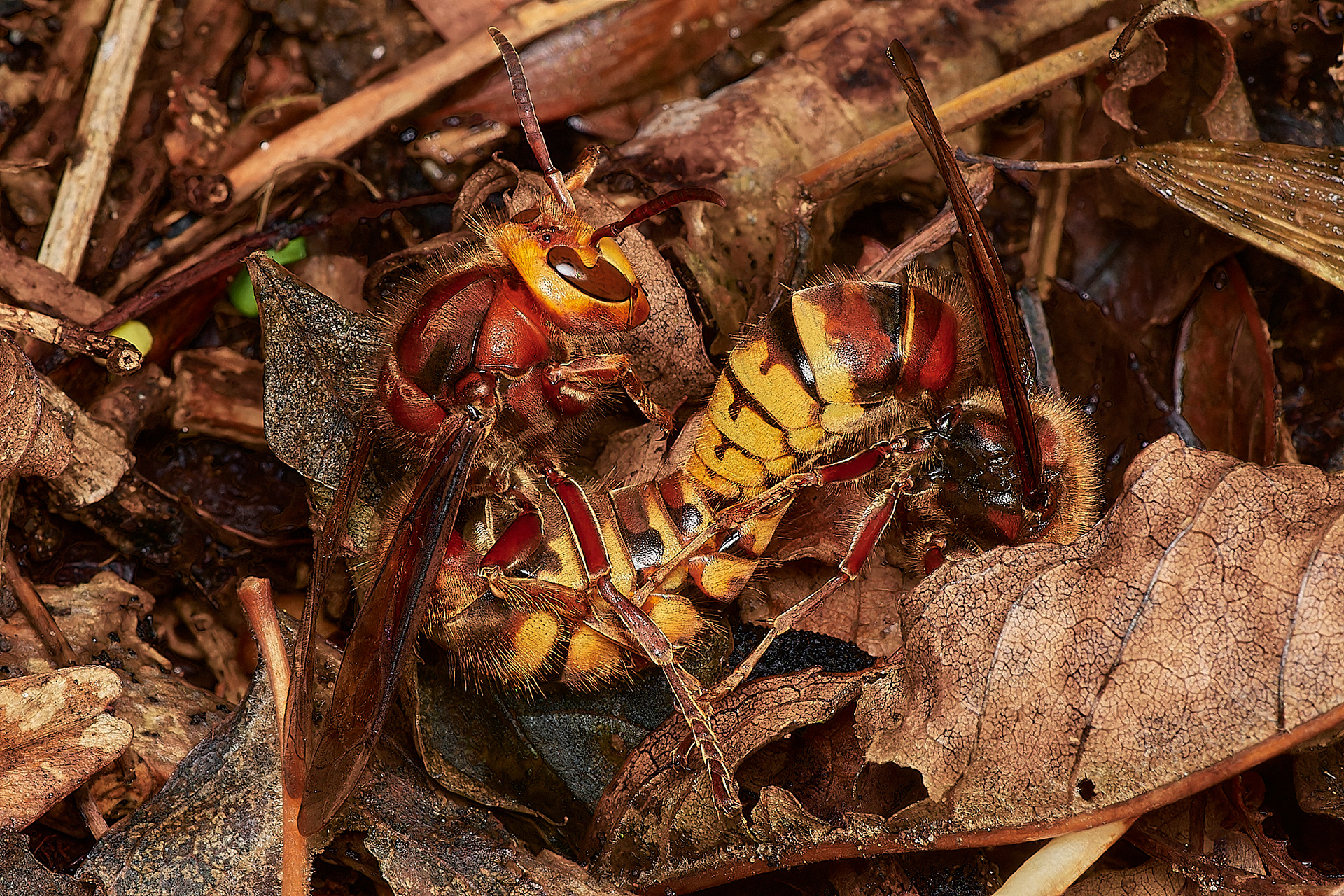 European Hornet's mating (Vespa crabro) Ken Hill