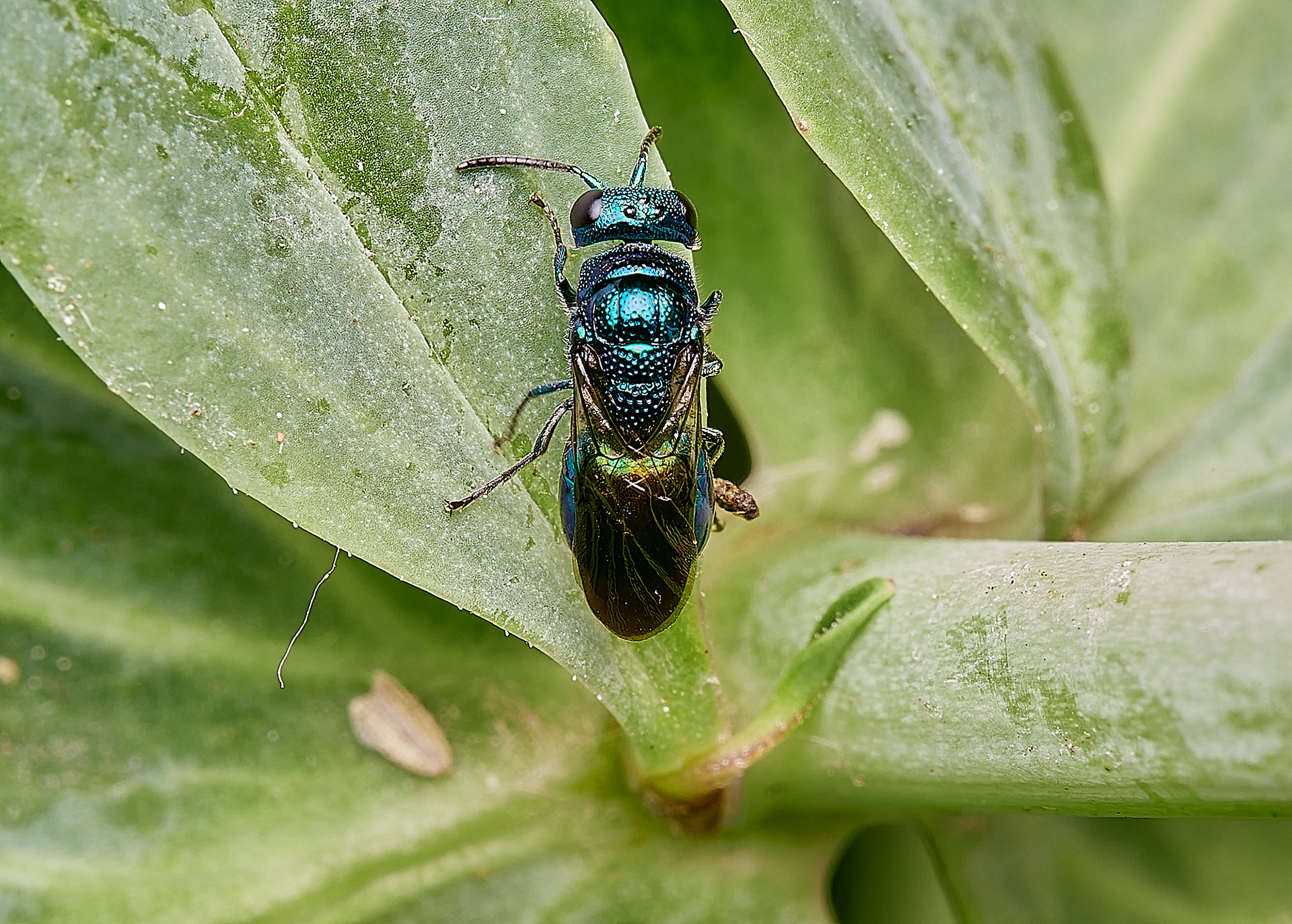Blue Jewel Wasp (Trichrysis cyanea)