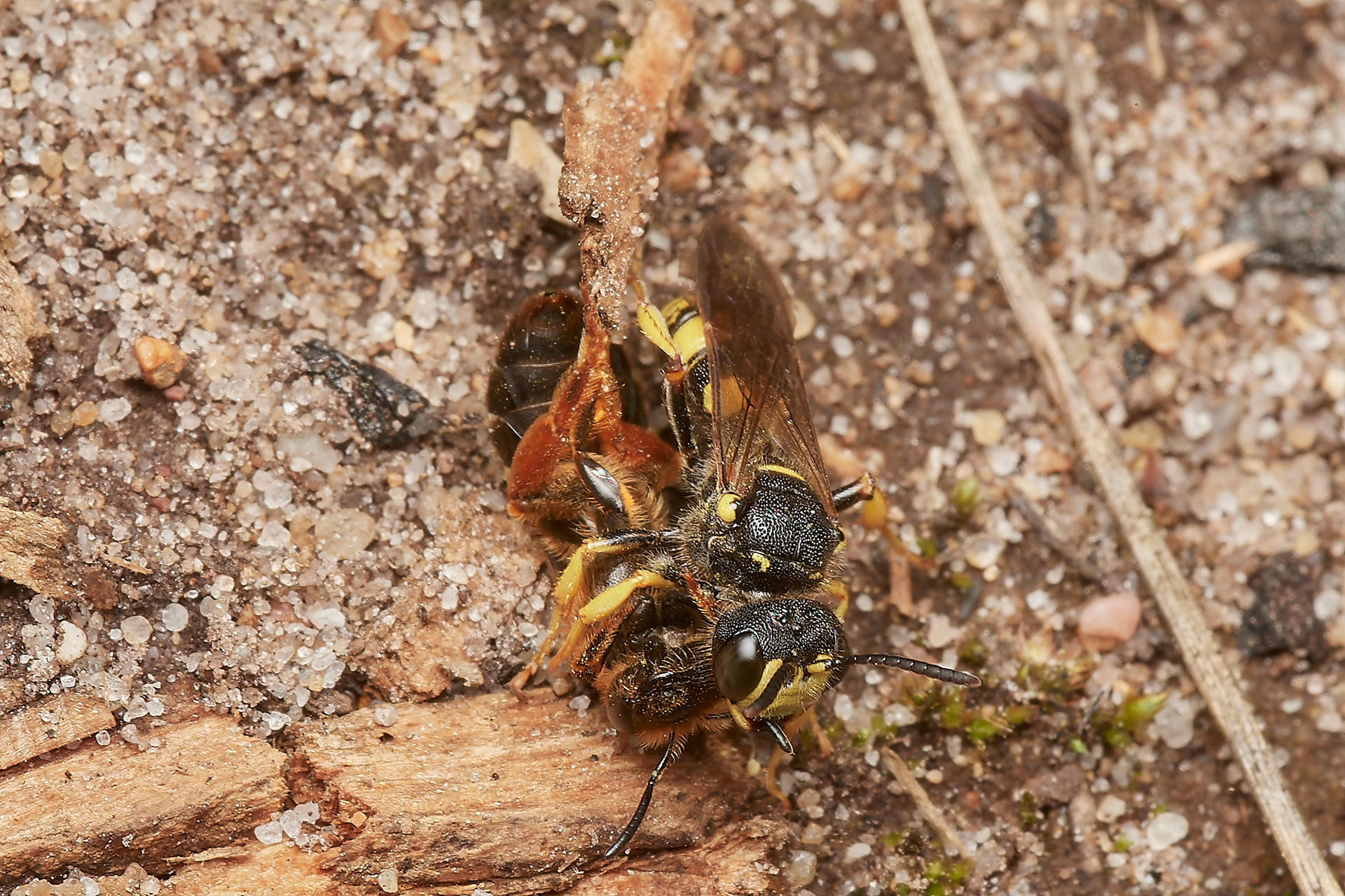 Ornate -tailed Digger Wasp (Cerceris rybyensis) with Orange-legged Furrow Bee (Halictus rubicundus) as prey