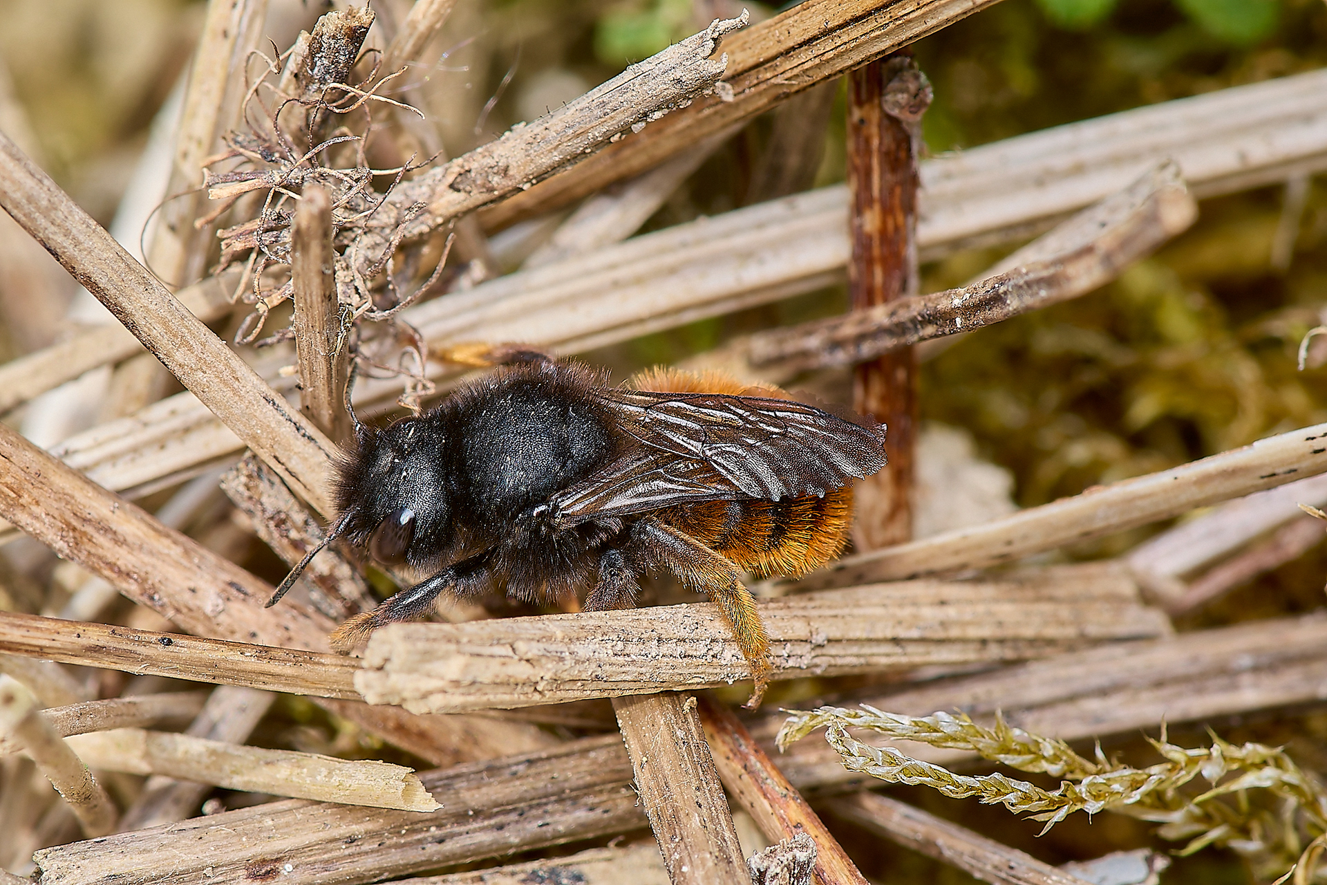 Red-tailed Mason Wasp (Osmia bicolor) ♀︎ laying sticks