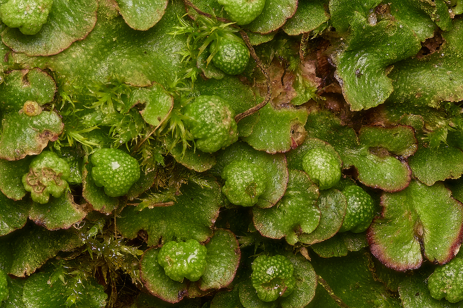 Hemisphaeric Liverwort (Raboulea hemispherica)