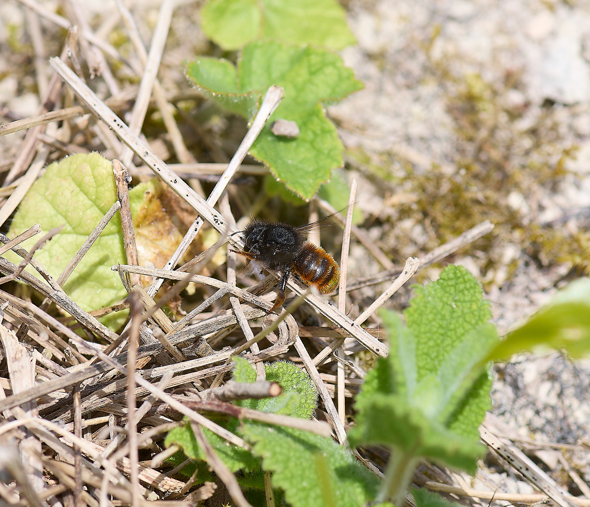 Red-tailed Mason Wasp (Osmia bicolor) ♀︎